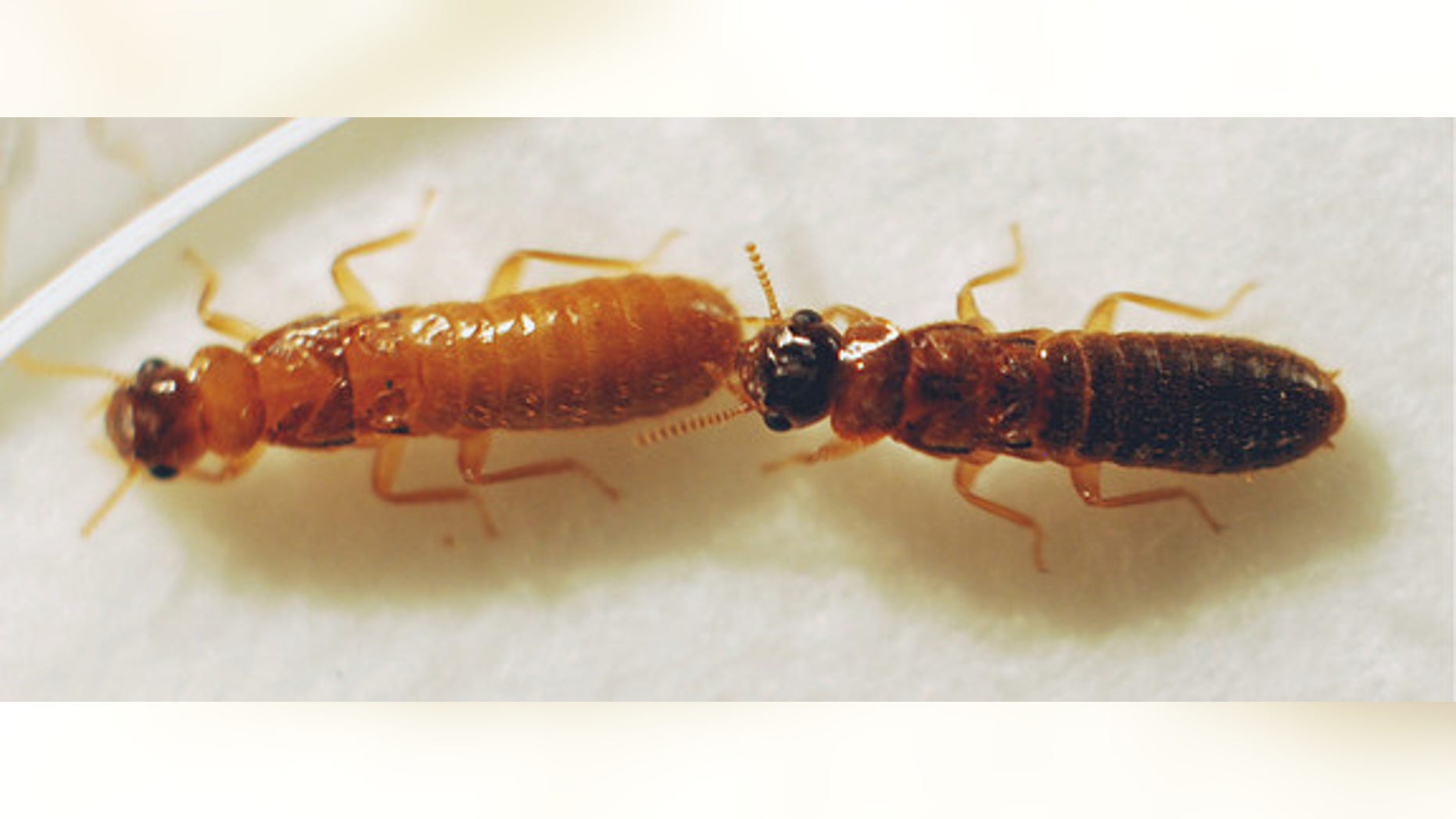 A male Asian termite (right) and female Formosan termite (left) mating together.