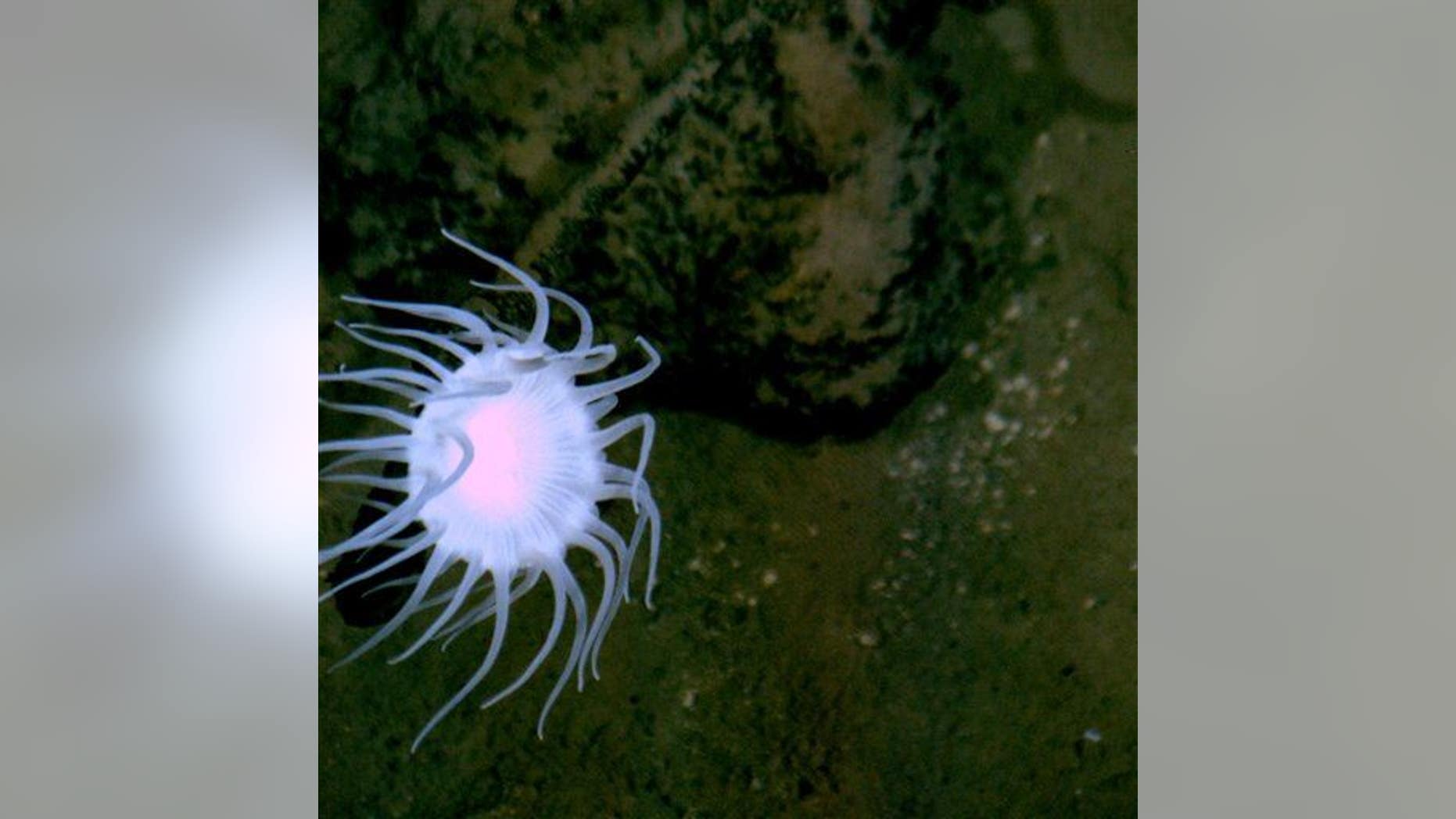 This handout photo shows the flat bottom of the Mariana Trench, on the edge, but not quite on the bottom of the deepest place on Earth.