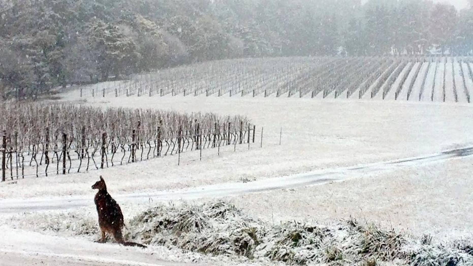 This July 16, 2015, photo provided by Bill Shrapnel and photographed through a window shows a Kangaroo on the Colmar Estate vineyard in Orange, New South Wales, Australia. The winter storm caused traffic accidents, school closures and power outages around the state on Australia’s southeastern coast. (AP Photo/Colmar Estate, Bill Shrapnel)
