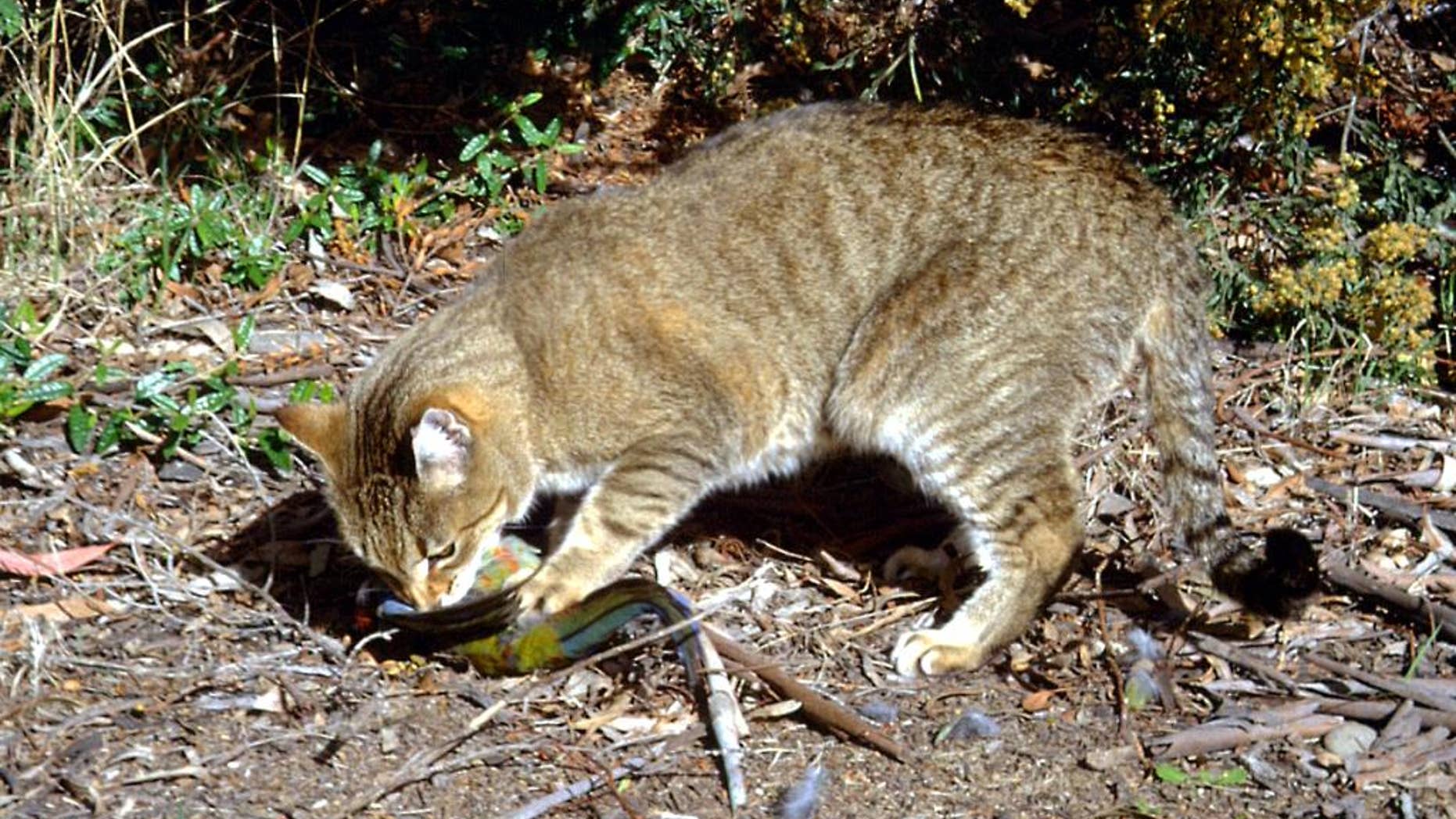 In this undated photo provided by the Department of the Environment, a feral cat catches and eats a crimson rosella bird at an unknown location in Australia. Researchers have found that much of the Australian species' decline coincided with the introduction of two animals: the feral cat, which sailors brought to Australia on ships as a means of pest control, and red foxes, brought to the continent for hunting. (AP Photo/Department of the Environment, C. Potter) EDITORIAL USE ONLY