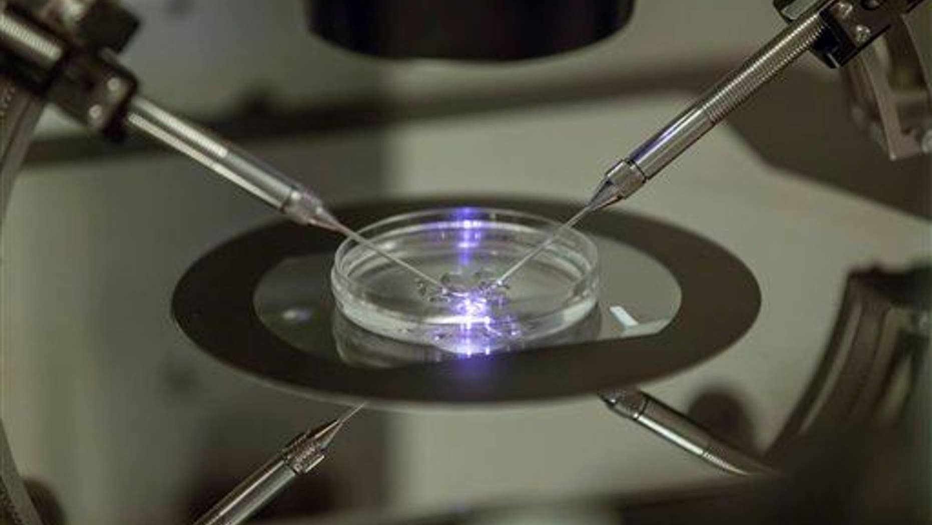 In this photo taken Aug. 14, 2013, an embryologist works on a petri dish at a fertility clinic in south London.