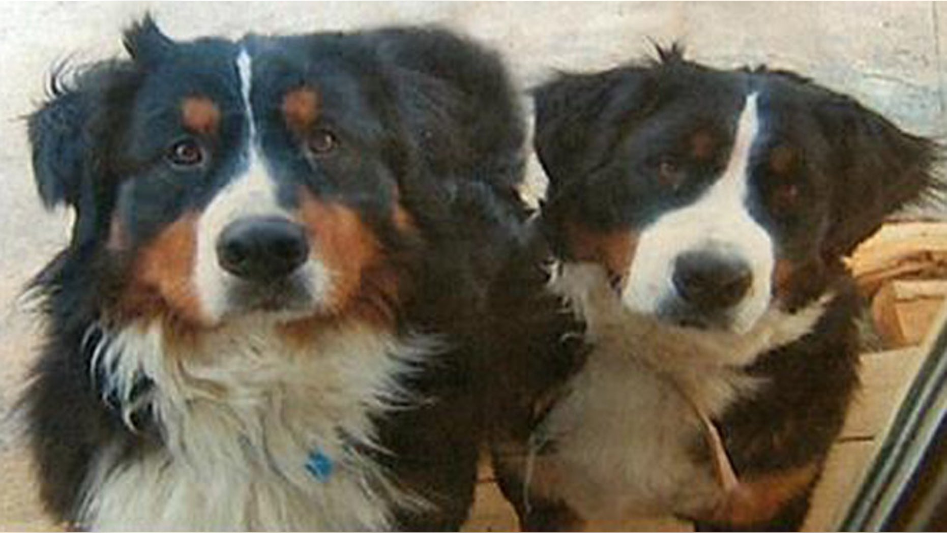 Argus and Fiona were Bernese mountain dogs, which are bred to be herding animals.