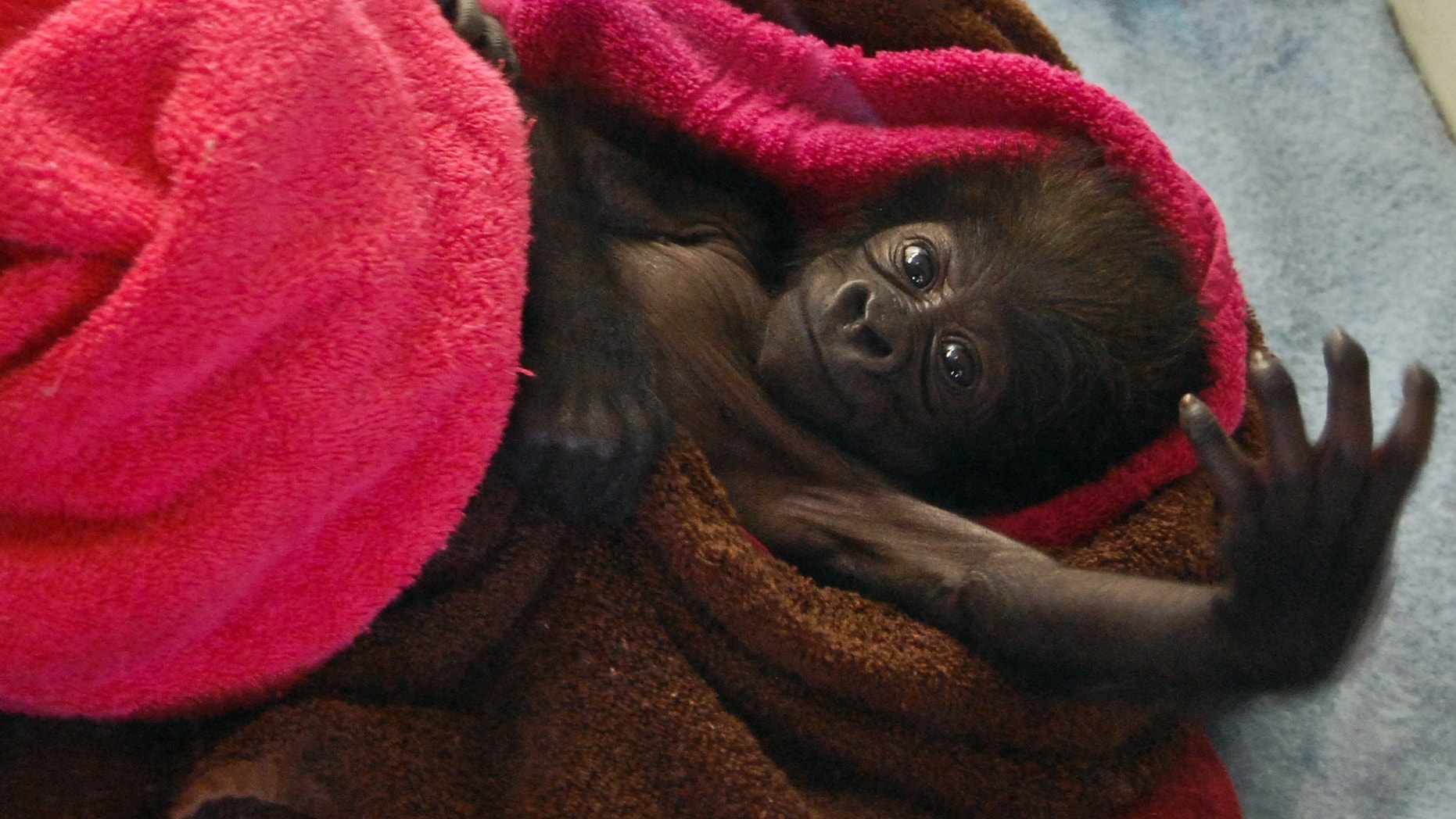 Feb. 15, 2013- Female baby gorilla reaches into the air at the Gladys Porter Zoo in Brownsville, Texas before she was sent to the Cincinnati Zoo.