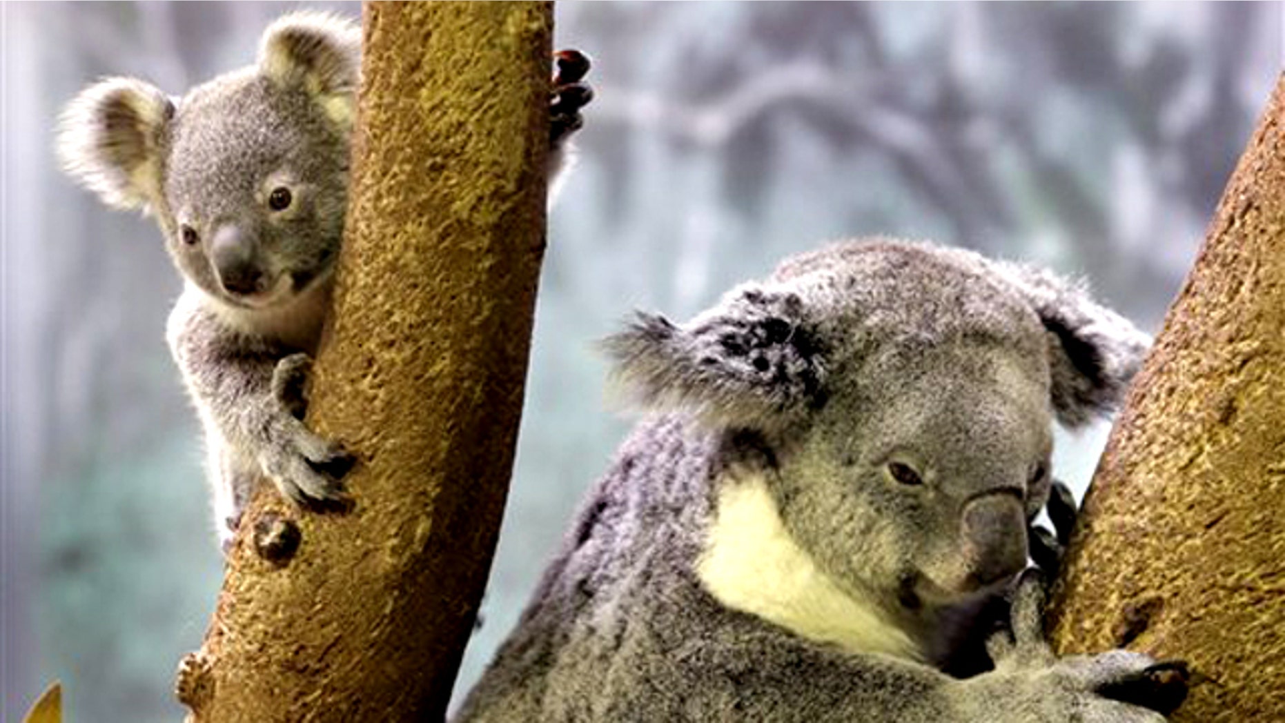 May 7, 2010: A 9-month-old baby koala, left, ventures from his mother at the Cleveland Metroparks Zoo in Cleveland. The zoo's other adult koala also has a baby in her pouch.