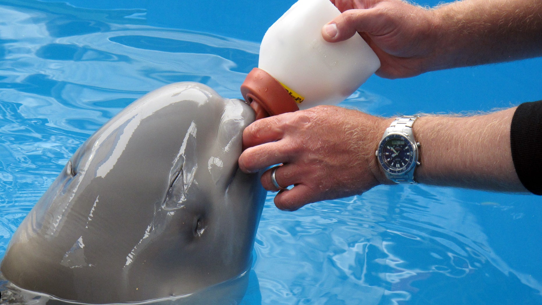 July 4, 2012: This photo taken at the Alaska SeaLife Center in Seward, Alaska, shows Dennis Christen of the Georgia Aquarium feed a bottle to a baby beluga calf being rehabilitated at the center.