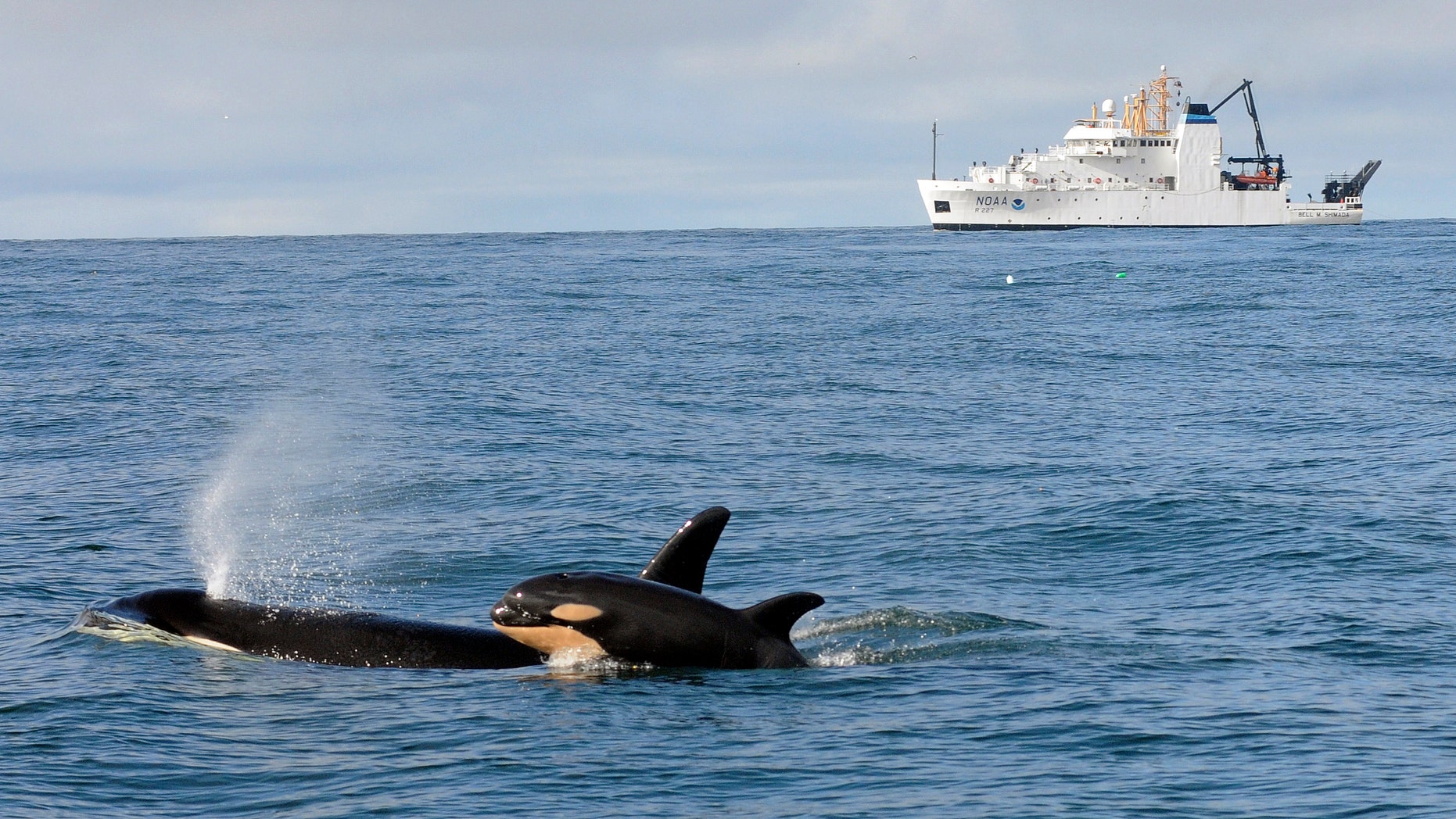 In this photo taken Feb. 26, 2015, and provided by NOAA Fisheries, newborn Orca calf L121 swims with its mother, L94, off Westport, Wash., with the NOAA research ship Bell M. Shimada in the background. Researchers aboard a National Oceanic and Atmospheric Administration vessel returned to Oregon earlier this week with a wealth of new data about the whales and their ocean environment. The information was gained after NOAA Fisheries researchers followed the giant marine mammals for 21 days to find out where they go during the winter, what they eat, and what risks they encounter. (AP Photo/NOAA Fisheries, Candice Emmons)