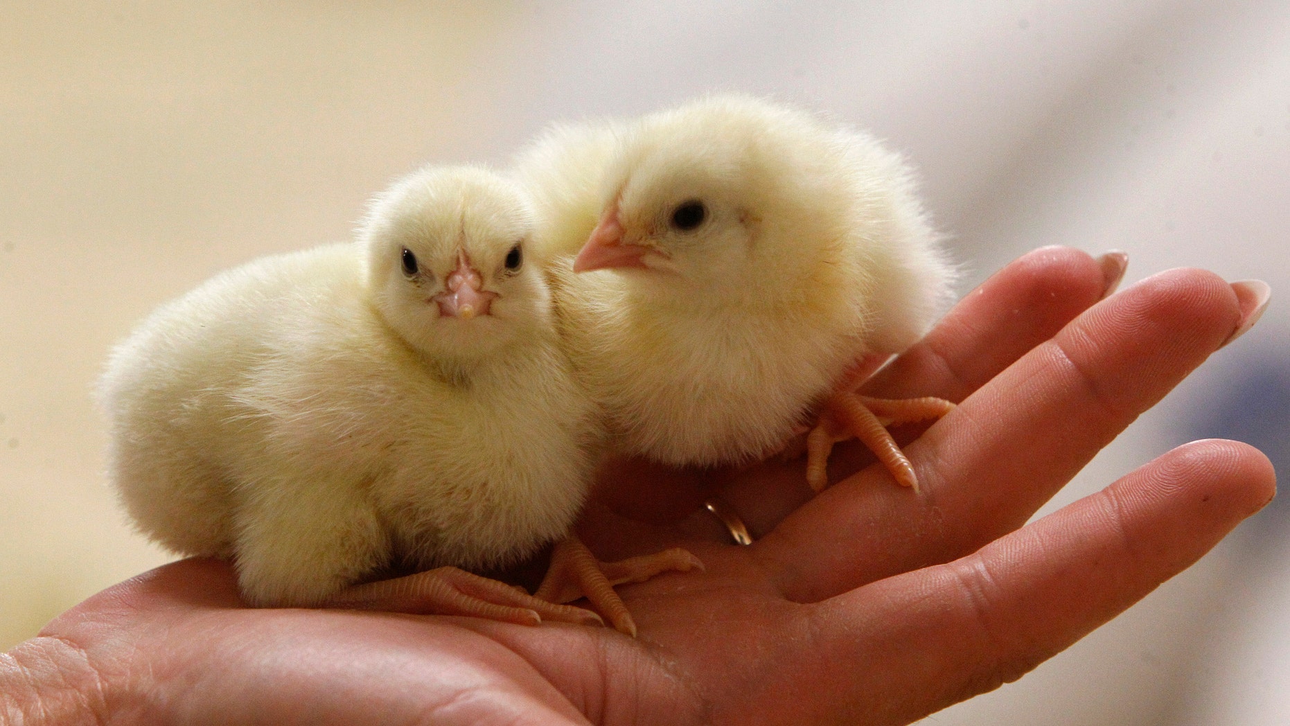One-day old chicks not associated with the salmonella outbreak. (REUTERS/Vasily Fedosenko)