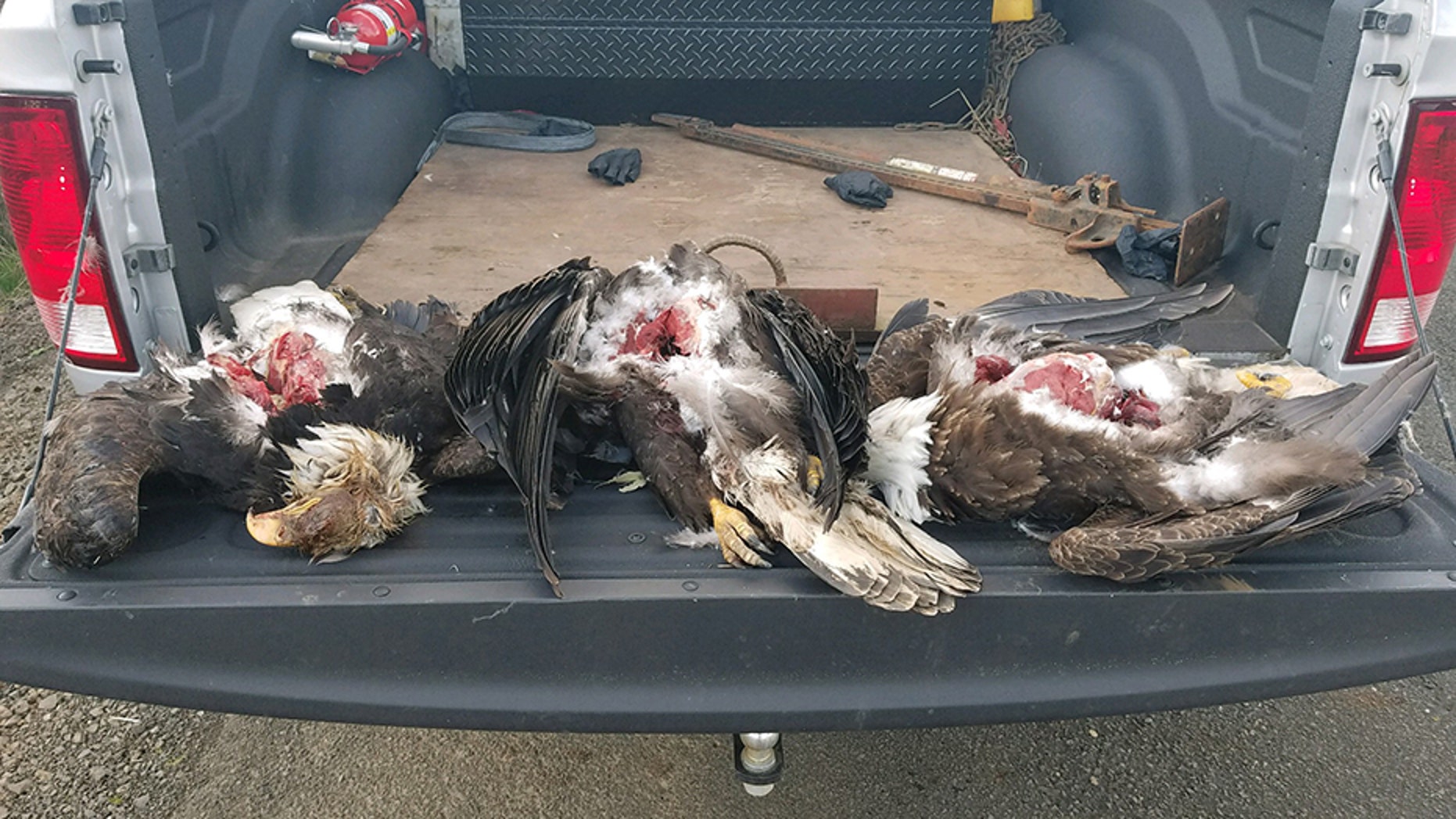 Oregon State Police found three bald eagles fatally shot in Tagent last month.