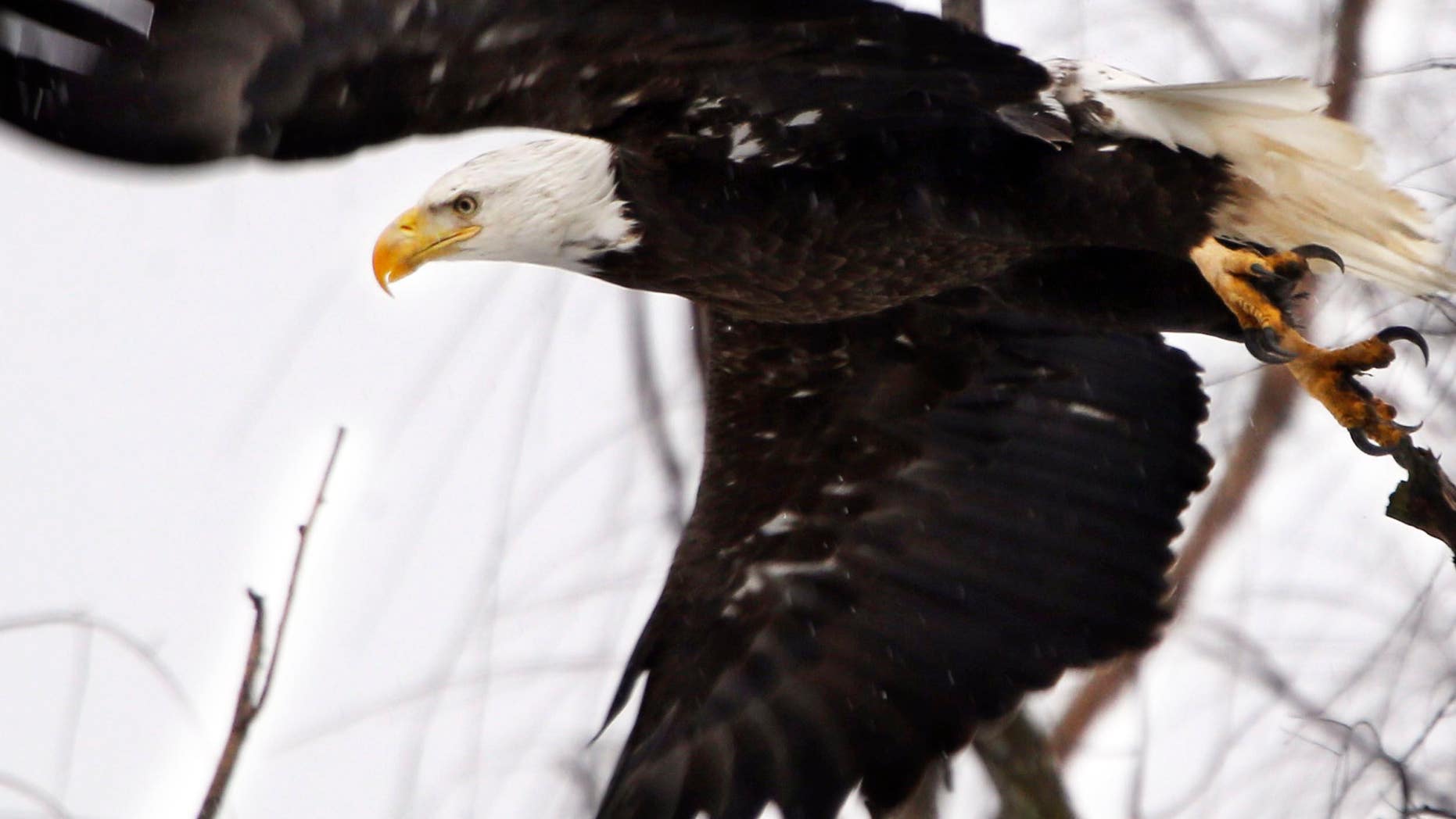 Bald eagle sightings in the Boston area are skyrocketing. And that's great news for the bird and the city.