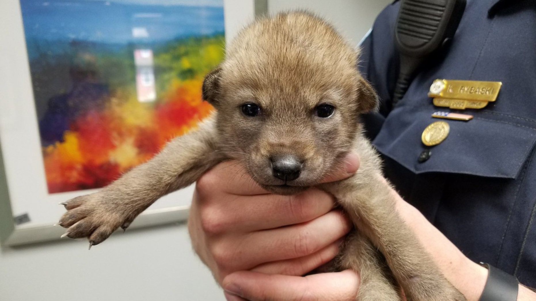 Police in Illinois shared a snap of a “puppy” on social media -- as well as its true identity.