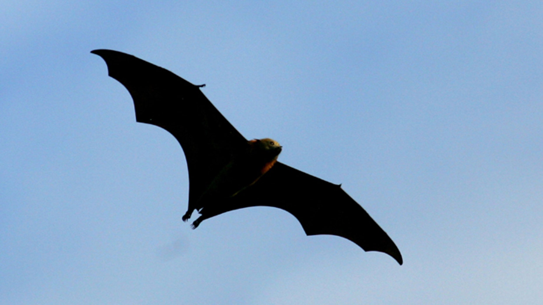 Bats on the border: Giant colonies of flying mammals taking over Texas