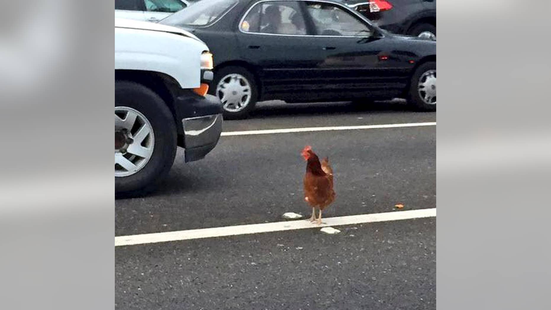 In this Wednesday, Sept. 2, 2015 photo, a brown chicken runs across the road through the lanes of a toll plaza on the Bay Bridge in San Francisco. California Highway Patrol officers managed to capture the felonious chicken that fouled up rush-hour traffic on the bridge. (Jeff Chu via AP) MANDATORY CREDIT