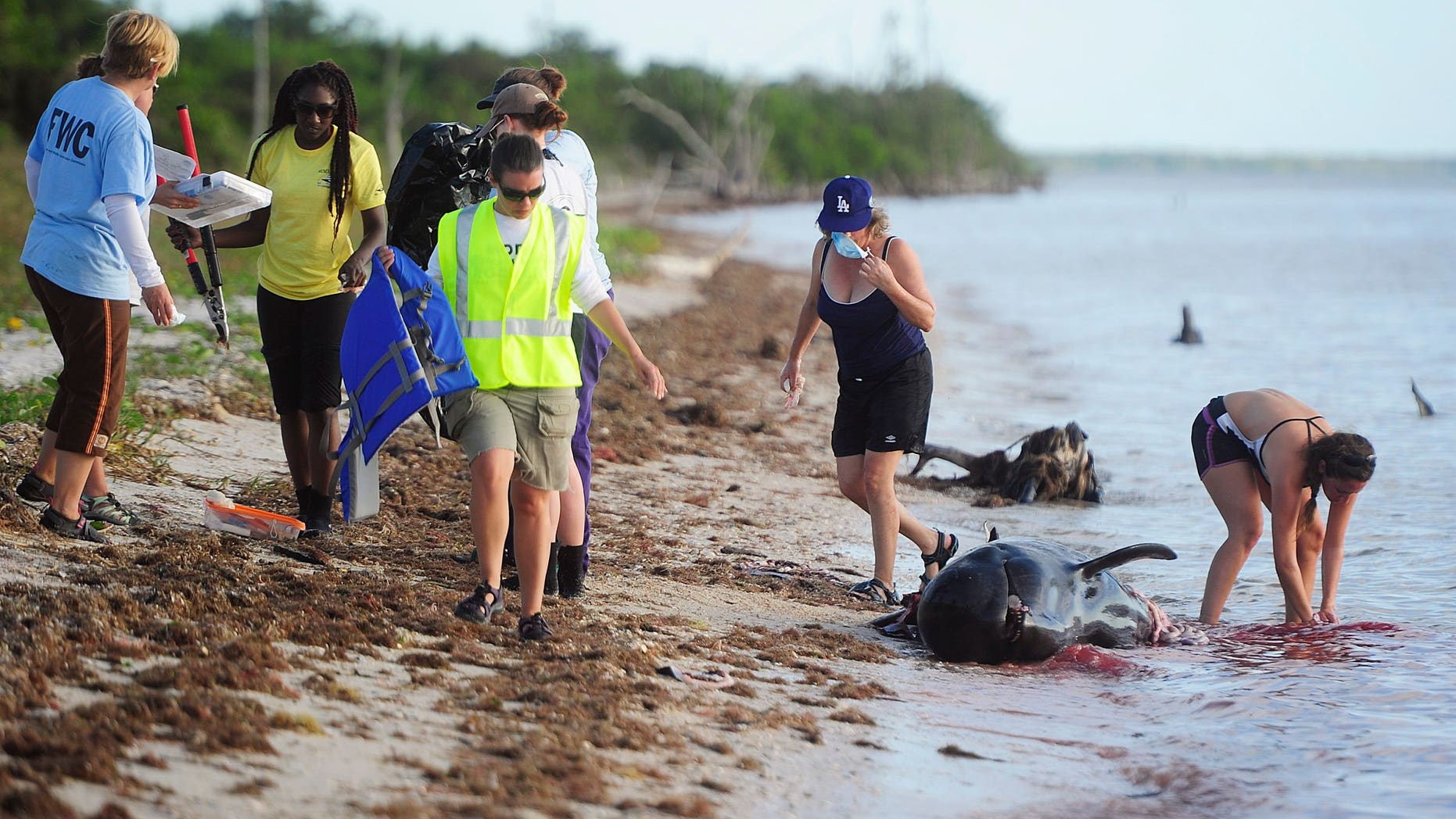 After conducting a necropsy volunteers and staff from NOAA, FWC, MMC wash bloodied hands in the Gulf of Mexico on a dead pilot whale Wednesday, Dec. 4, 2013 at Highland Beach in The Everglades of Florida. Six dead pilot whales were found earlier today in a remote part of the park, part of a pod of 51 whales facing an uncertain future. Four pilot whales have had to be euthanized. Federal biologists report that 46 pilot whales are alive and swimming free. (AP Photo/Naples Daily News, Corey Perrine)