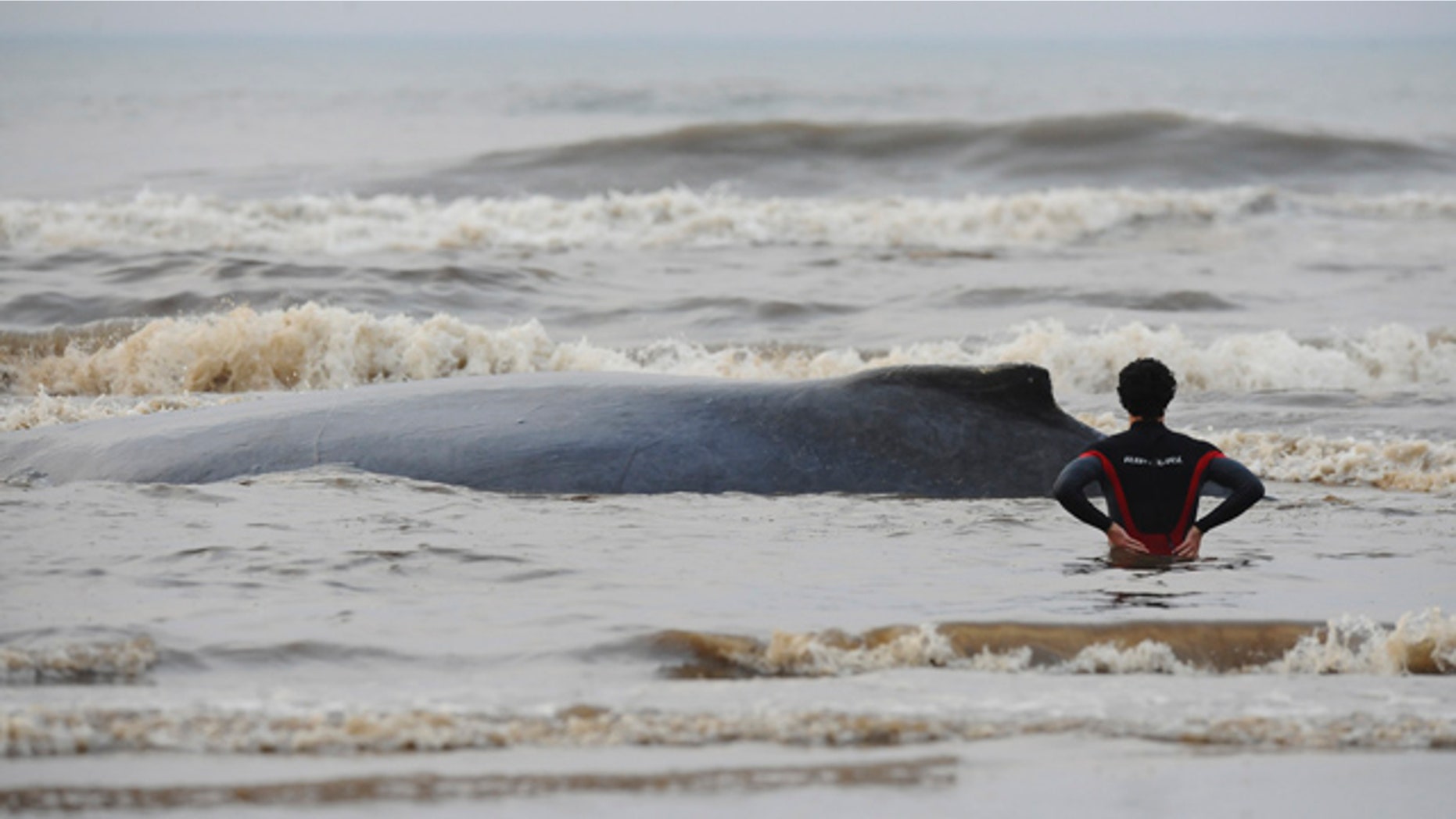 August 24: A man watches a beached whale at the Capao da Canoa beach in the Brazilian southern state of Rio Grande do Sul. (AP)