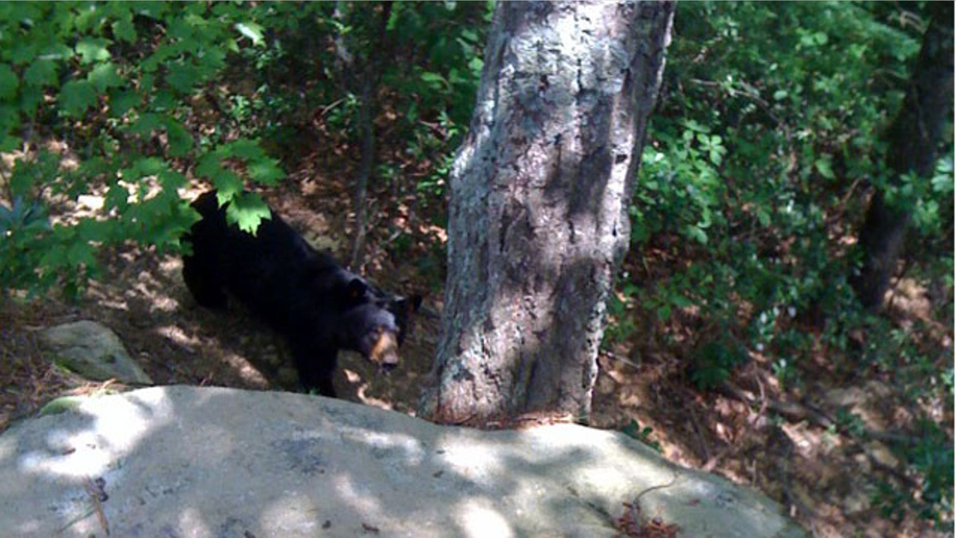 June 27: This photo provided by Tim Scott shows a black bear walking in the woods near Stanton, Ky. Tim Scott, who was attacked by the bear in eastern Kentucky, says he was about to stab the bear in the eye with his pocket knife when another hiker threw his day pack and distracted the animal. Scott says he was treated at University of Kentucky Hospital in Lexington and received 50 to 60 stitches for his wounds. (AP)