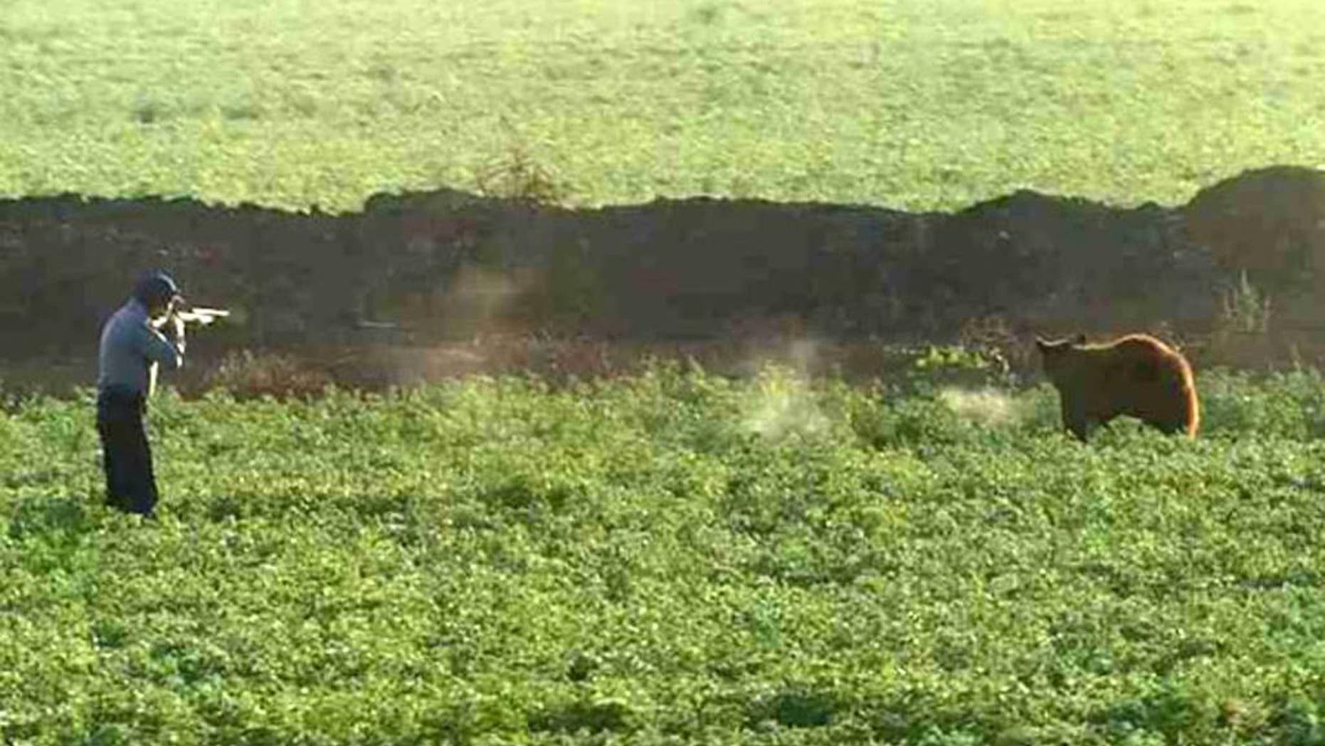 In this Monday, Dec. 22, 2014 video frame image provided courtesy of KPHO/CBS5AZ.com, an Arizona Game and Fish officer tries to tranquilize a bear in an East Valley field Monday morning in Mesa, Ariz. Television news helicopters captured video of the bear bounding across an alfalfa field on the outskirts of Mesa, and then standing within feet of a game warden wielding a tranquilizer gun. The bear proved elusive after it entered a former General Motors test site filled with fields, shrubbery and trees. (AP Photo/CBS 5 News) MANDATOTY CREDIT KPHO/CBS5AZ.COM