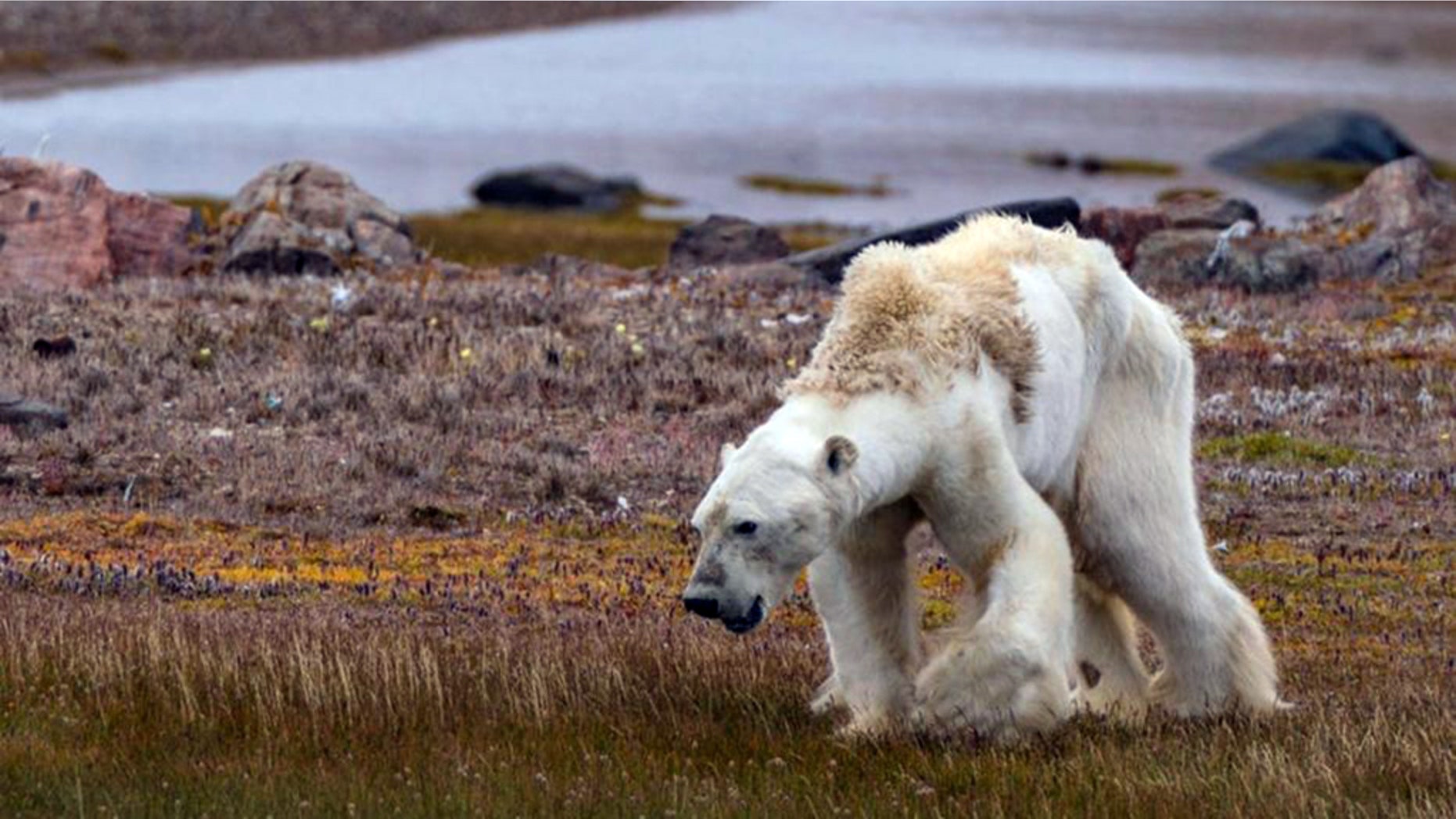 An image of the emaciated polar bear
