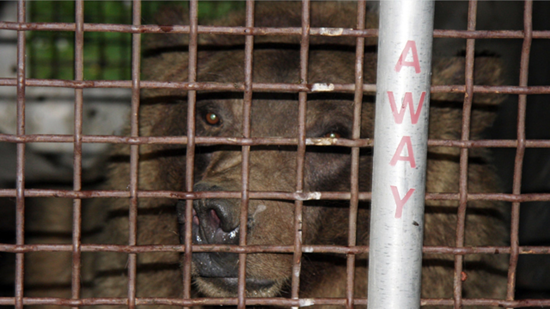 This image provided by the Montana Fish, Wildlife and Parks Department on Friday July 30, 2010, shows a captured grizzly sow believed to be responsible for the mauling death of one camper and injuring two others near Yellowstone National Park in Montana. The fate of the bear will be determined after DNA tests confirm whether it was responsible for the attacks. (AP Photo/Montana Fish, Wildlife and Parks Department)
