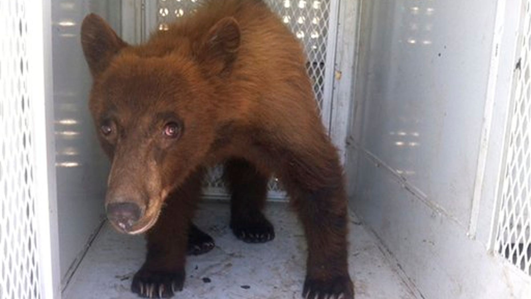 May 31, 2012: In this photo provided by Kern County Animal Control, a black bear that wandered onto school property during a Bakersfield school graduation is shown before being released in Kern County, Calif.