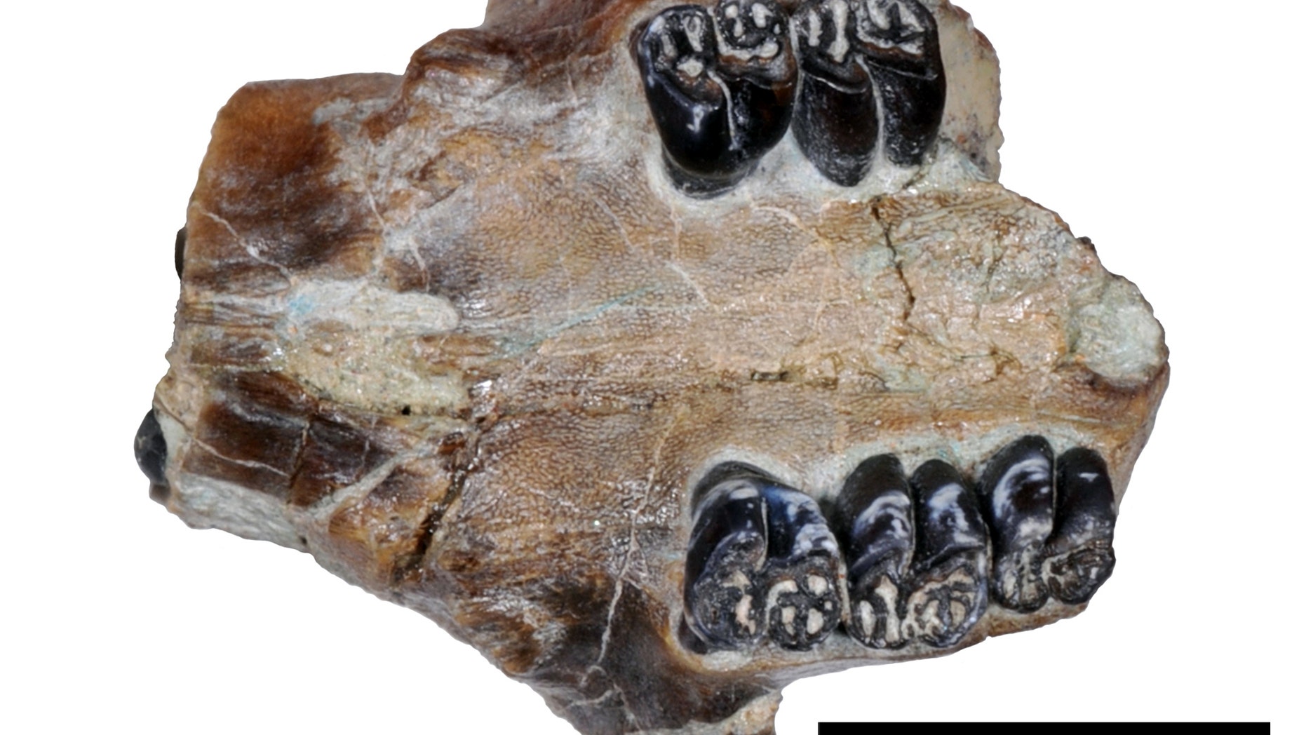 This undated photo provided by John Day Fossil Beds National Monument paleontologist Joshua Samuels in May 2015 shows a portion of the fossilized skull and teeth of an ancient beaver.