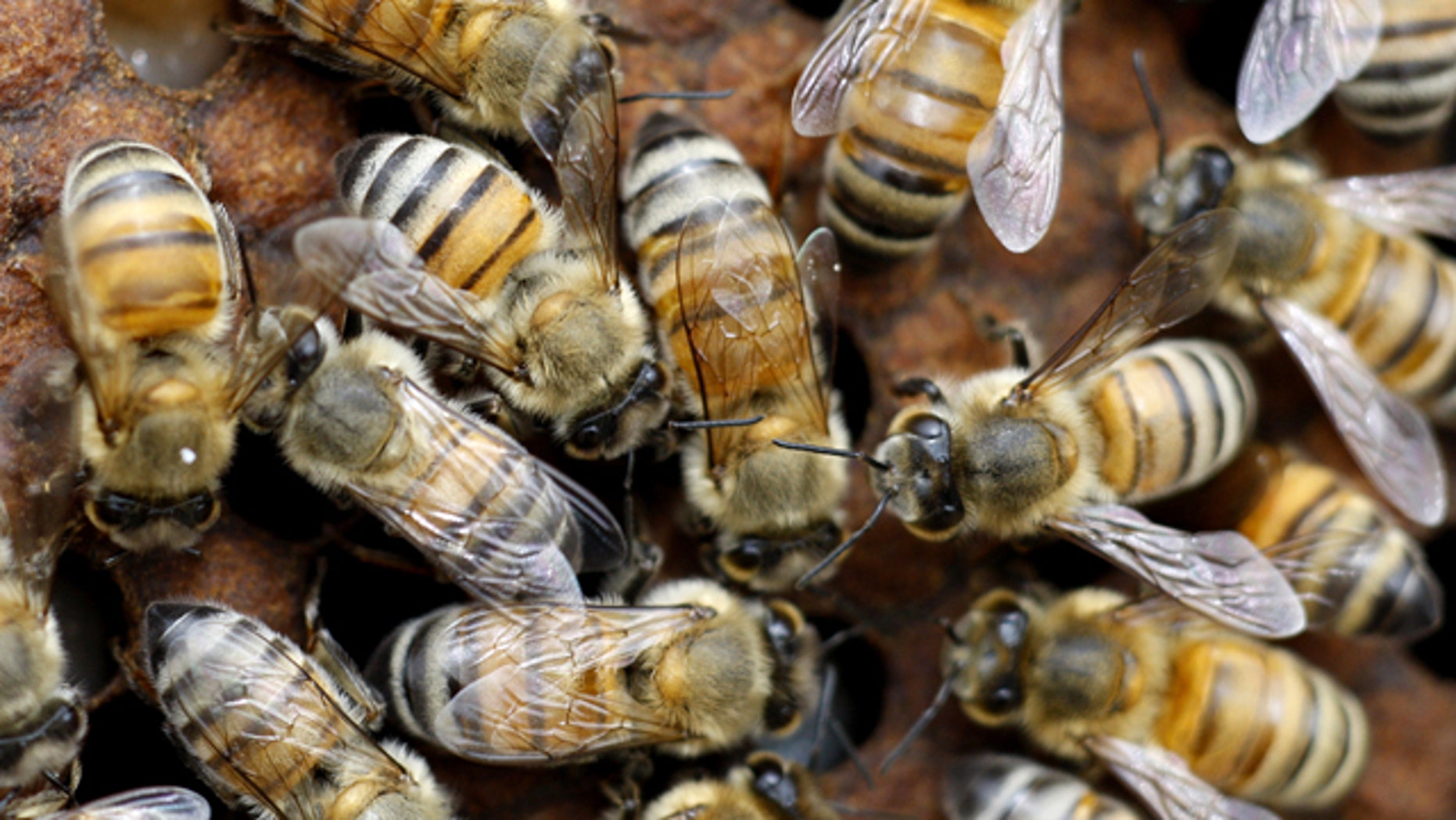 Man Stung More Than 1200 Times In Bee Attack Fox News
