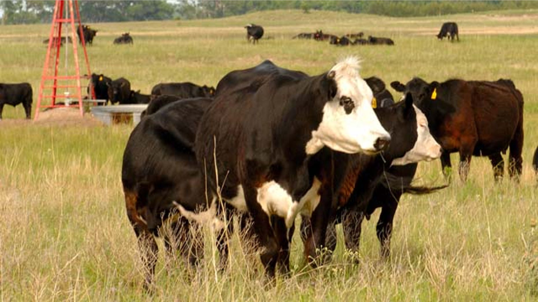 FILE - This June 18, 2009 file photo shows cows grazing in Rock County, Neb. Compared to the other animal proteins, beef produces five times more heat-trapping gases connected to global warming per calorie, puts out six times as much nitrogen for water pollution, takes 11 times more water for irrigation and uses 28 times the land, according to the study published Monday in the journal Proceedings of the National Academy of Sciences. (AP Photo/Bill Wolf, File)