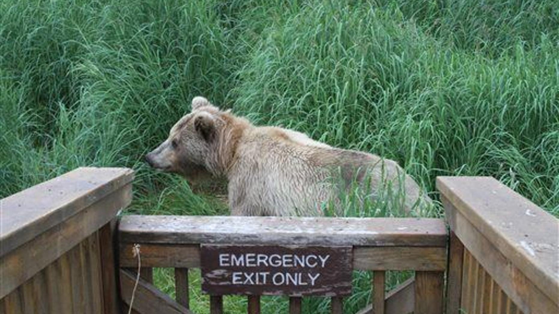 This file photo taken July 4, 2013, in Katmai National Park and Preserve, Alaska, shows a brown bear walking behind the Brooks Falls viewing area.