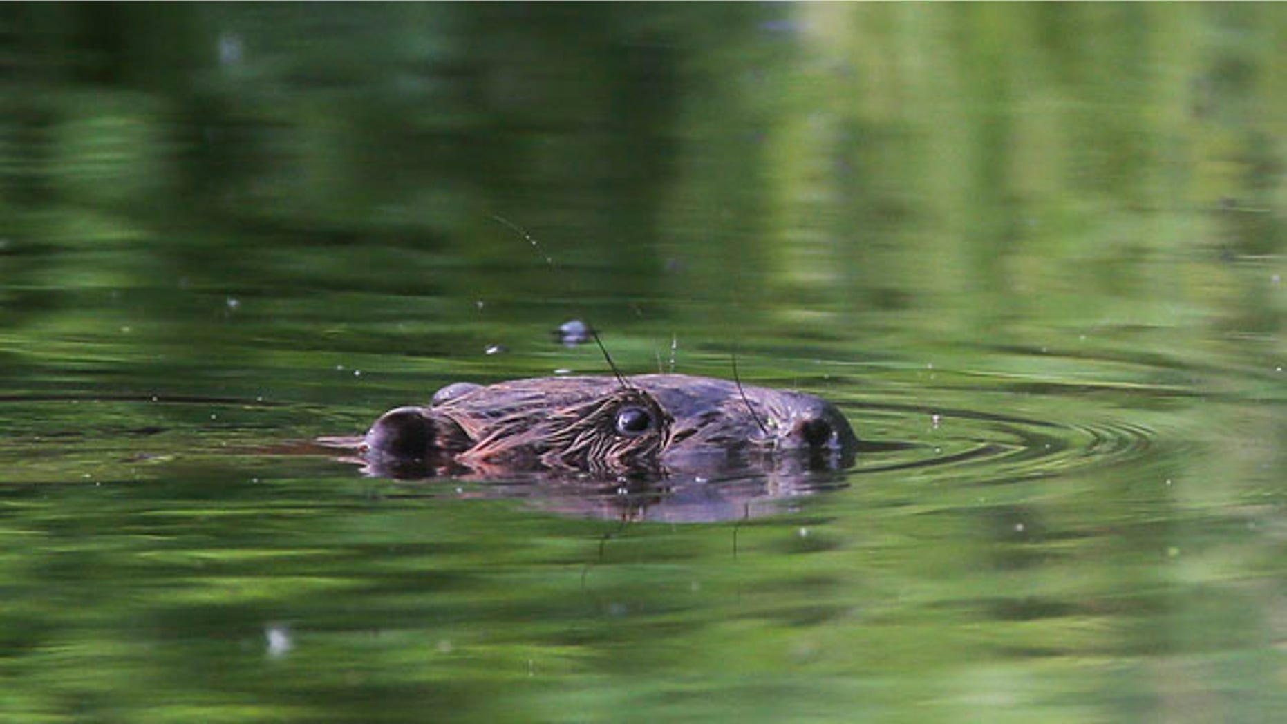 May 26, 2013: A beaver swimming in a pond in the forest near the village of Lovtsevichi.