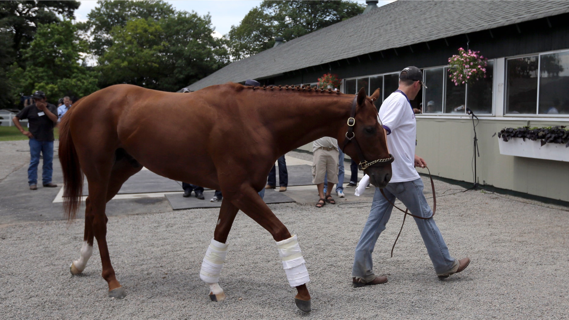 Kentucky Derby and Preakness winner I'll Have Another is walked after a news conference at Belmont Park in Elmont, N.Y., on Friday, June 8, 2012. I'll Have Another's bid for a Triple Crown ended with the shocking news that the colt was out of the Belmont Stakes due to a swollen left front tendon. The Belmont Stakes horse race is Saturday. (AP Photo/Matt Slocum)