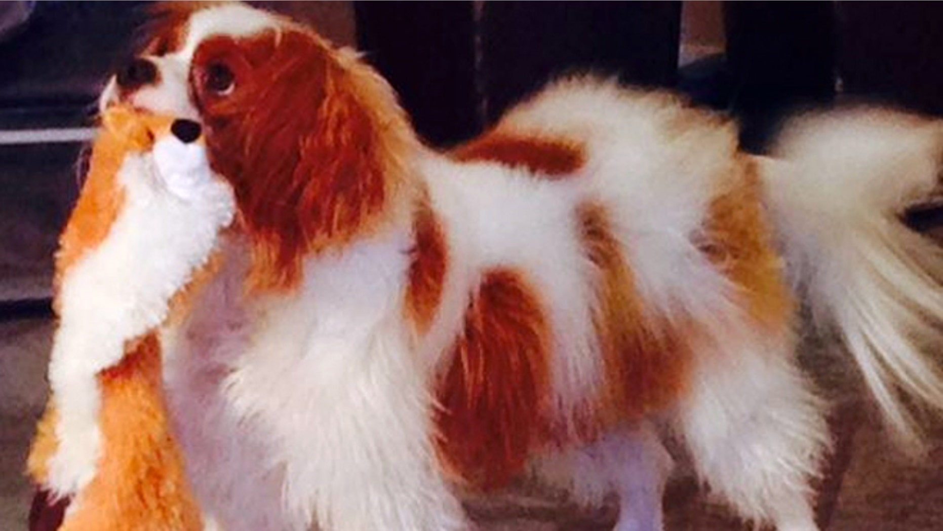 Oct. 22, 2014: This photo provided via Twitter by the City of Dallas and Dallas Animal Services shows Bentley, the King Charles Spaniel who was quarantined after his owner, Nina Pham, was diagnosed with Ebola, in Dallas.
