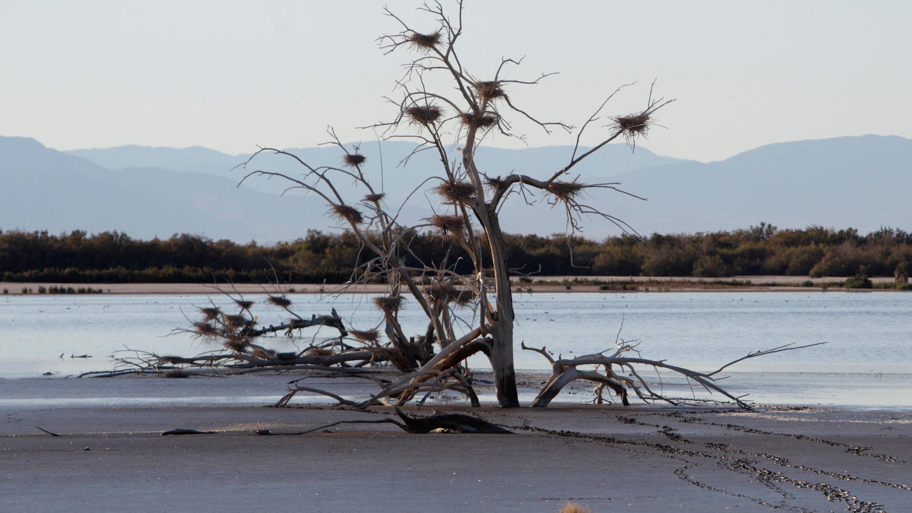 Dec. 27. 2010: In a file photo, a fallen tree supports numerous heron nests in the mud of Southern California's Salton Sea.