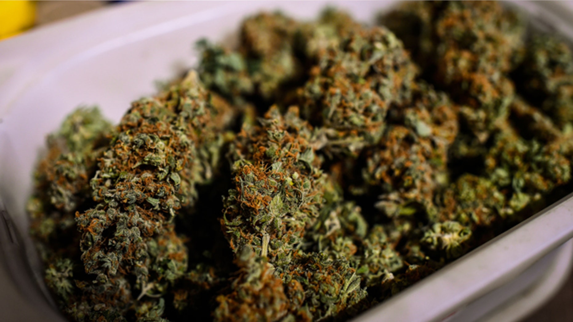 BARCELONA, SPAIN - AUGUST 22: Marijuana buds named 'Old School' are seen in a cannabis club on August 22, 2014 in Barcelona, Spain. Under Spanish law marijuana can be consumed and grown for personal use. According to self-regulated Cannabis Associations of Catalonia (FEDCAC) and Cannabis Associations Federation of Catalonia (CATFAC) there are currently more than 650 cannabis clubs in Spain, 55 of which are regulated under the Code of Good Practice by these associations. The clubs are for members only, who have to be Spanish residents over 21 years of age, and who are introduced to the club by an existing member. More than half of the cannabis clubs can be found in Barcelona, where authorities are have imposed a one-year moratorium on new licenses for cannabis associations and it is searching for new ways to regulate these clubs as they are becoming increasingly popular. (Photo by David Ramos/Getty Images)