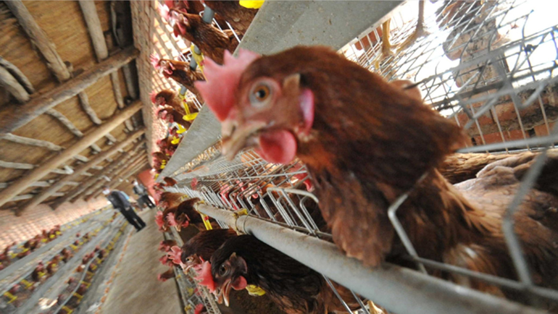 YUNCHENG, CHINA - APRIL 18: (CHINA OUT) Chickens are seen at a poultry farm on April 18, 2013 in Yuncheng, China. China on Thursday confirmed five new cases of H7N9 avian influenza, bringing the total to 87 cases in the country, with 17 deaths. (Photo by ChinaFotoPress/ChinaFotoPress via Getty Images)