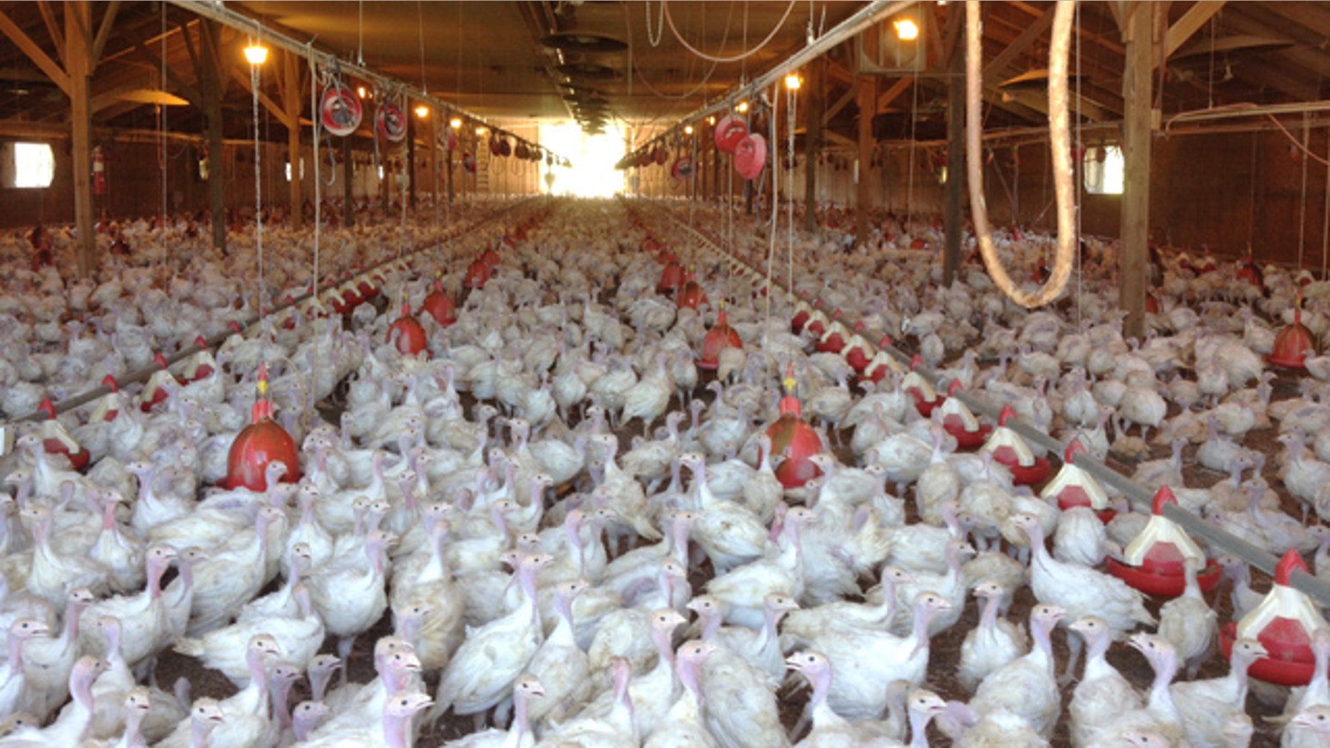 This photo provided by Bethany Hahn shows a flock of turkeys at a Minnesota poultry farm. (Bethany Hahn via AP)