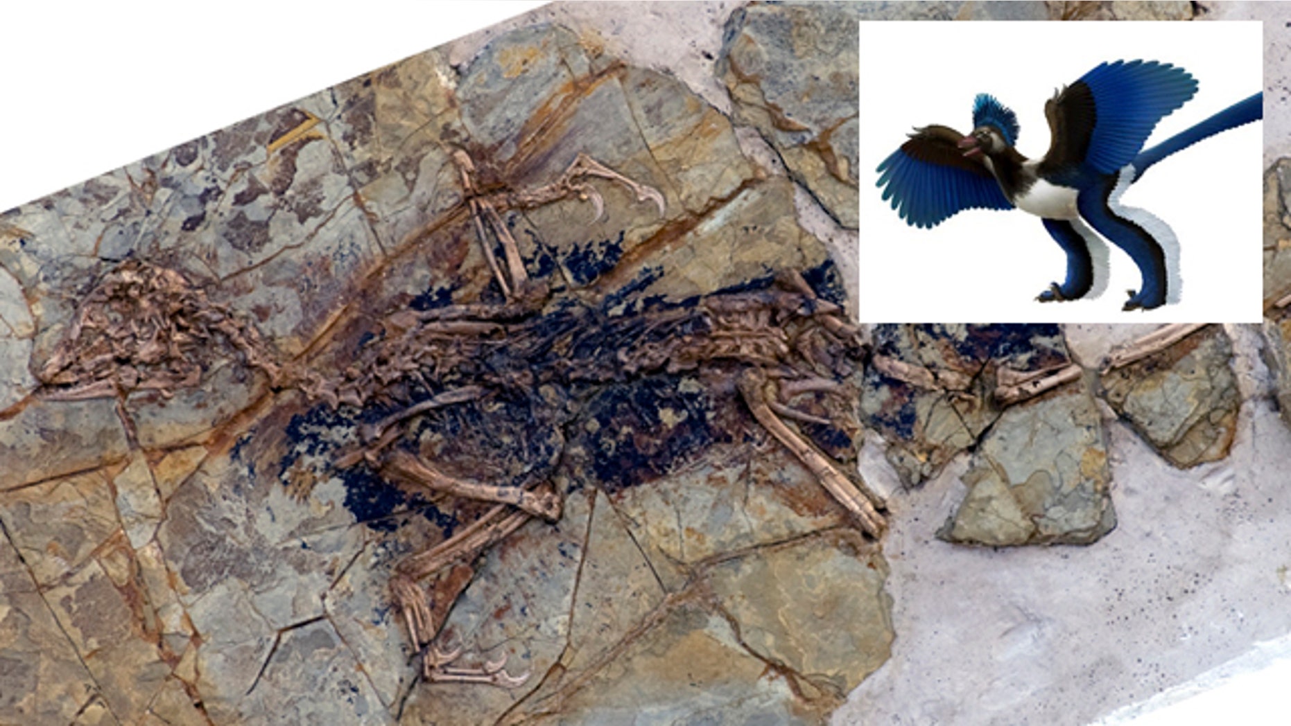 This undated photo released by Nature shows the fossilized skeleton of what scientists at the Chinese Academy of Sciences in Beijing are dubbing "Xiaotingia zhengi." Its discovery helped scientists propose an evolutionary tree that suggests archaeopteryx is not a bird.