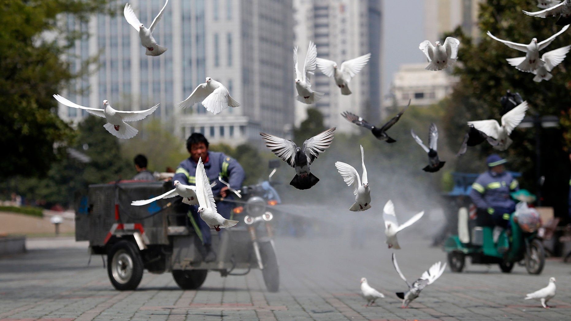 A public park staff cleans the feces of doves at a public area in People Square, downtown Shanghai. The death toll in China from a new strain of bird flu rose to nine on Tuesday.
