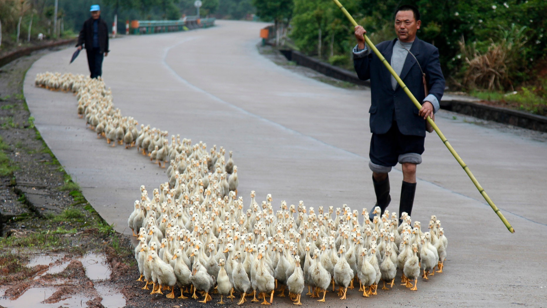 A breeder, whose business has been affected by the H7N9 bird flu virus, walks his ducks along a road in Changzhou county, Shandong province.