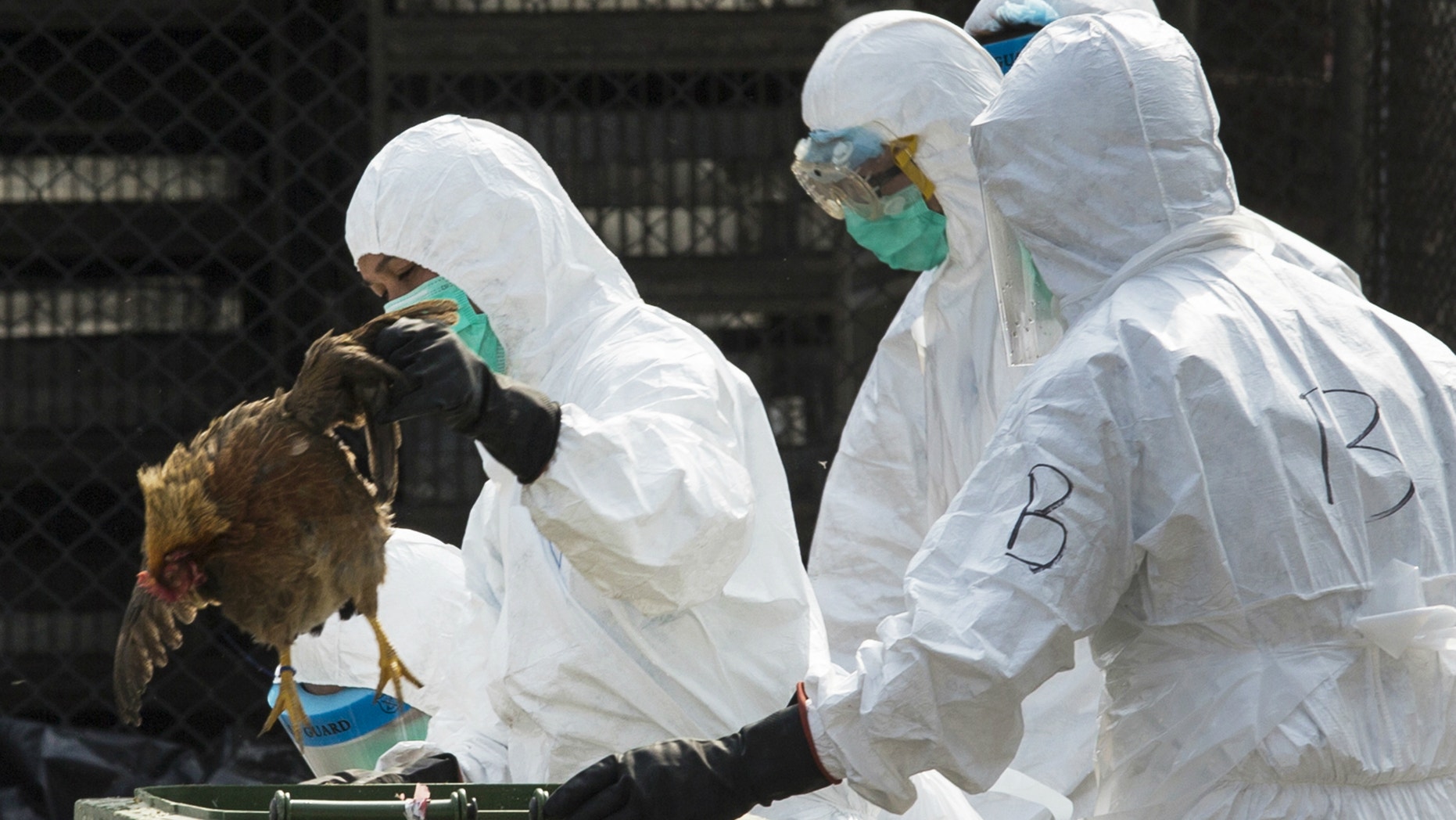 A health worker removes a dead chicken at a wholesale poultry market in Hong Kong.