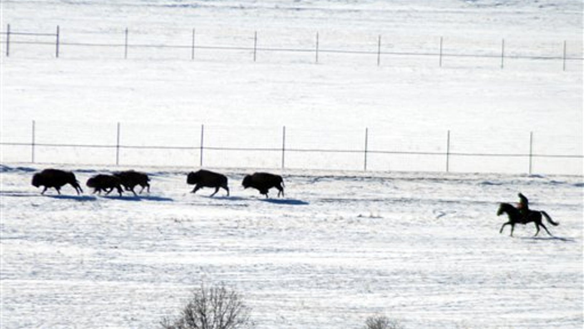 This image provided by the Buffalo Field Campaign shows livestock agents driving bison toward corrals inside Yellowstone National Park, Mont., for disease testing, Feb. 1, 2011. Animals that test positive for exposure to the disease Brucellosis were to be sent to slaughter in coming days.