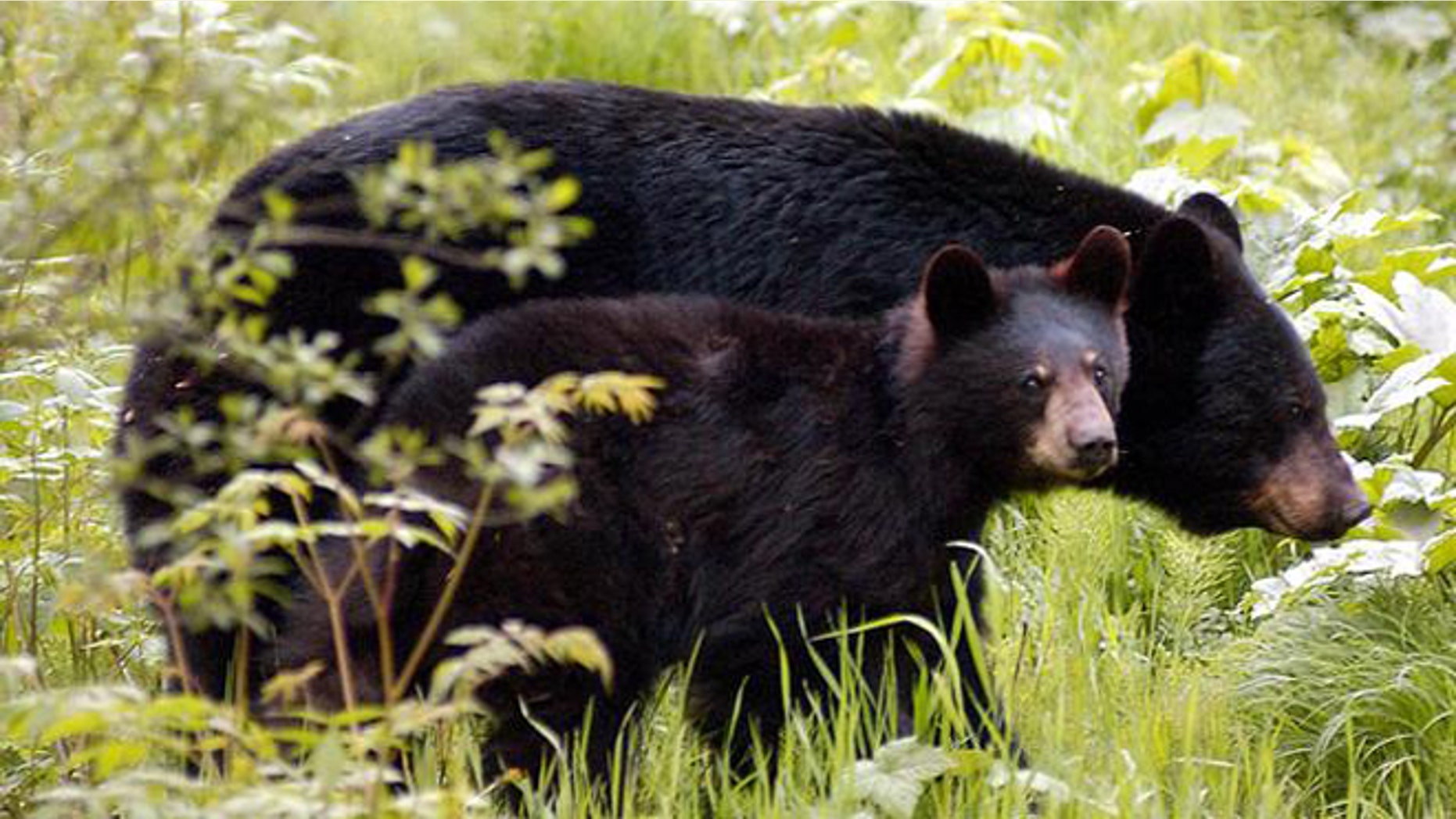 **FILE** A black bear sow and her cub wander around Juneau, Alaska, in this undated file photo. A ballot measure to outlaw bear baiting will be on the Nov. election balltot. Both sides in the debate over the measure are accusing each other of allowing outside forces to come in and determine what is good for Alaska. Bear baiting, putting out food as a lure, usually something sweet or greasy, is illegal in 41 states. In Alaska, it can be used only to hunt black bears, not grizzlies. (AP Photo/David J. Sheakley)