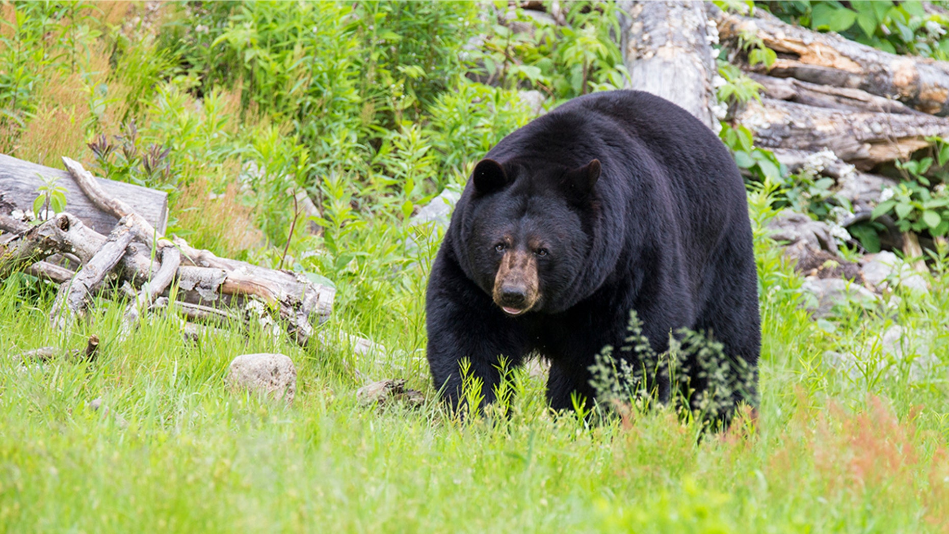 A woman was seriously injured after encountering a black bear in her home in New Hampshire, officials said.