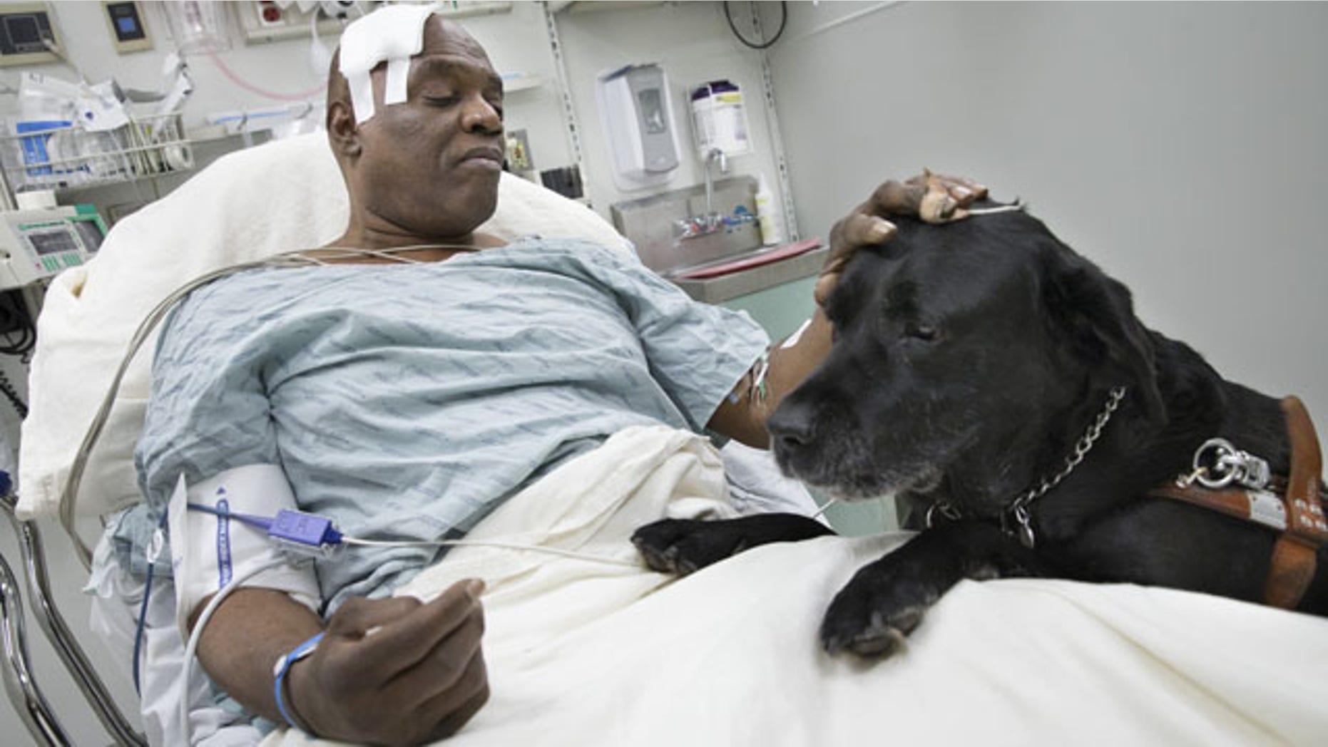 December 17, 2013: Cecil Williams pets his guide dog Orlando in his hospital bed following a fall onto subway tracks from the platform in New York. The blind 61-year-old Williams says he fainted while holding onto his black labrador who tried to save him from falling. Both escaped without serious injury. (AP Photo/John Minchillo)