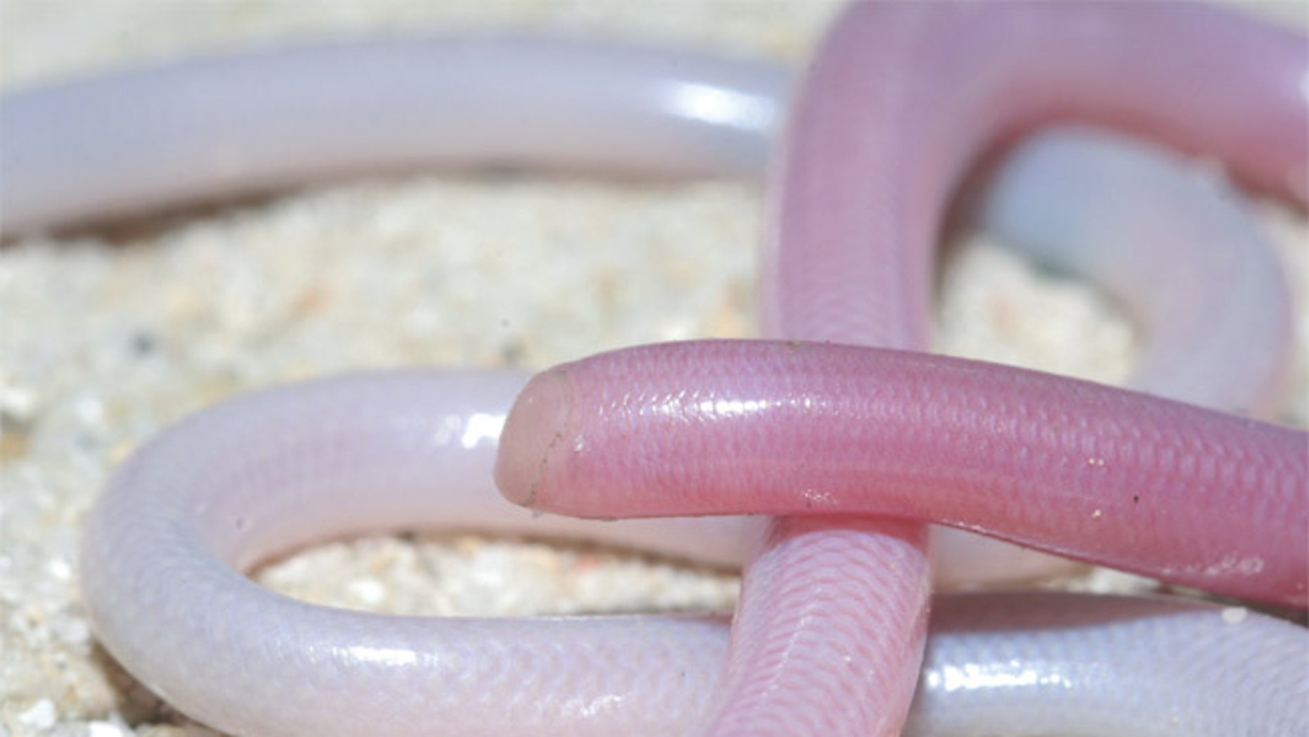 Blind snakes have been discovered to be one of the few species now living in Madagascar that existed there when it broke from India about 100 million years ago, according to a new genetic study.