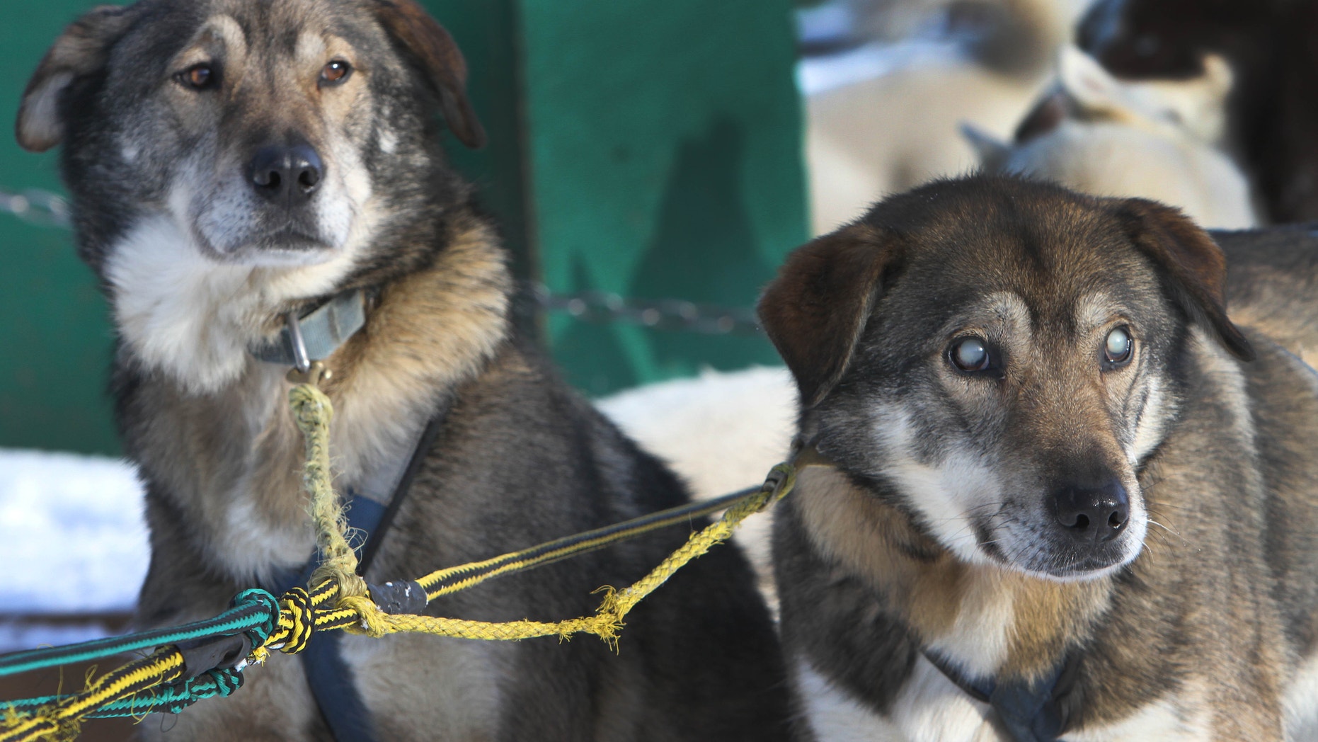 Jan. 17, 2013: Sled dogs Poncho, left, and his blind brother Gonzo are hooked up for a run at the Muddy Paw Sled Dog Kennel.