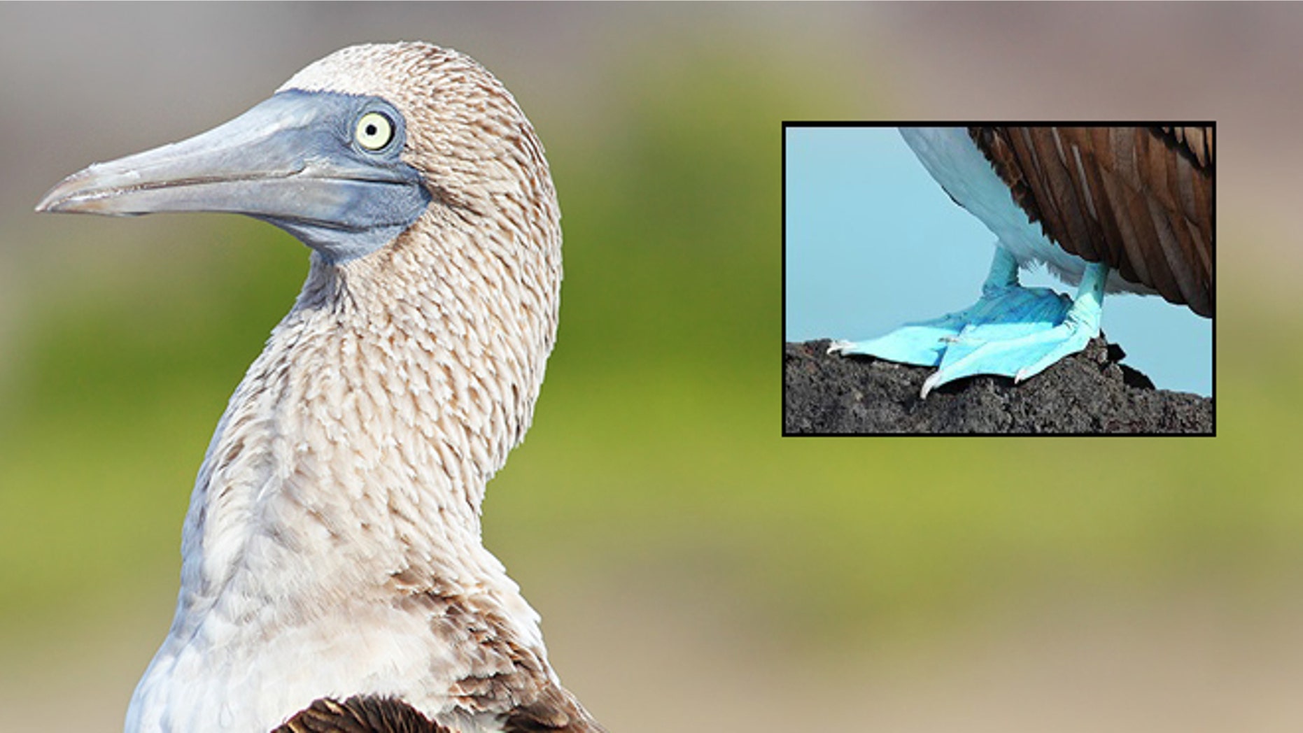 A photo of a blue-footed booby, taken in the Galapagos Islands. The booby is reportedly expanding its terrritority into California.