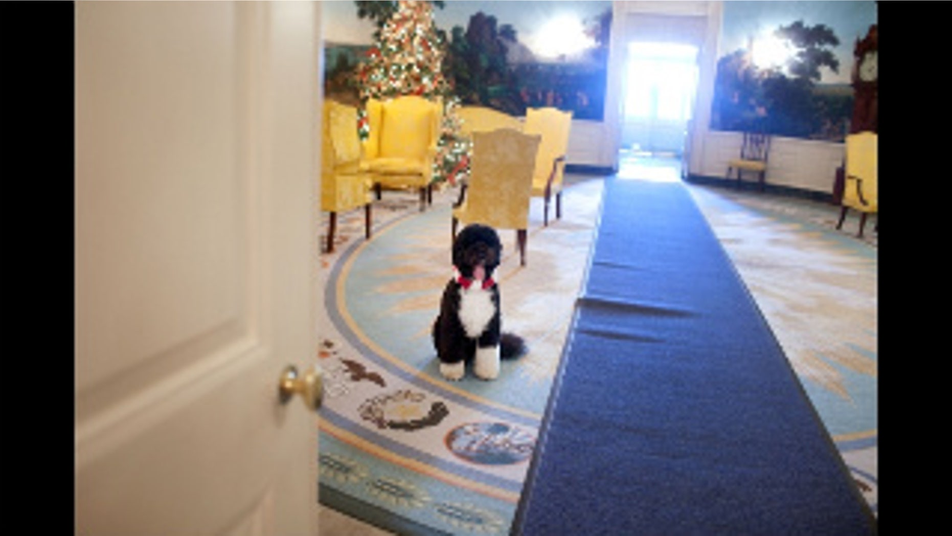 Bo, the Obama family dog, waits near a Christmas tree in the Diplomatic Reception Room of the White House, December 3, 2009. (Official White House Photo by Samantha Appleton)