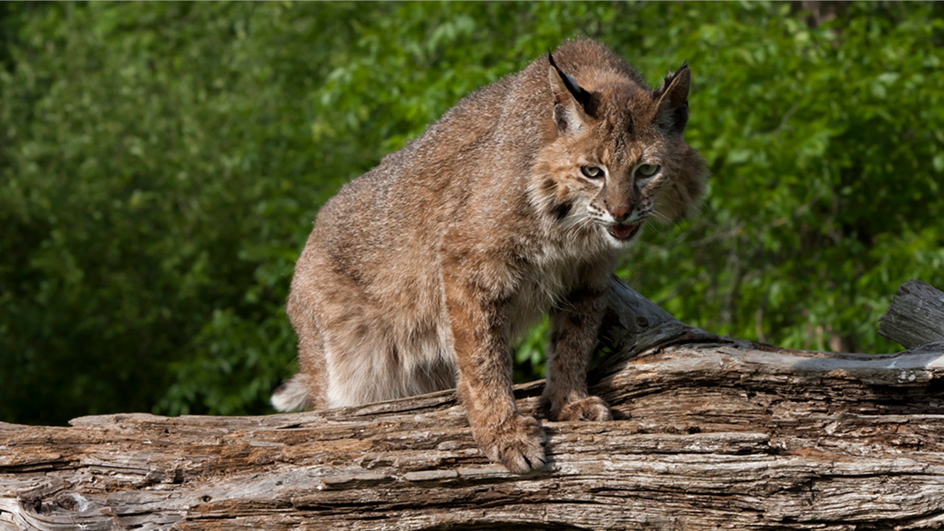 DeDe Phillips, a grandmother from Georgia, claims she strangled a bobcat to death after it attacked her.