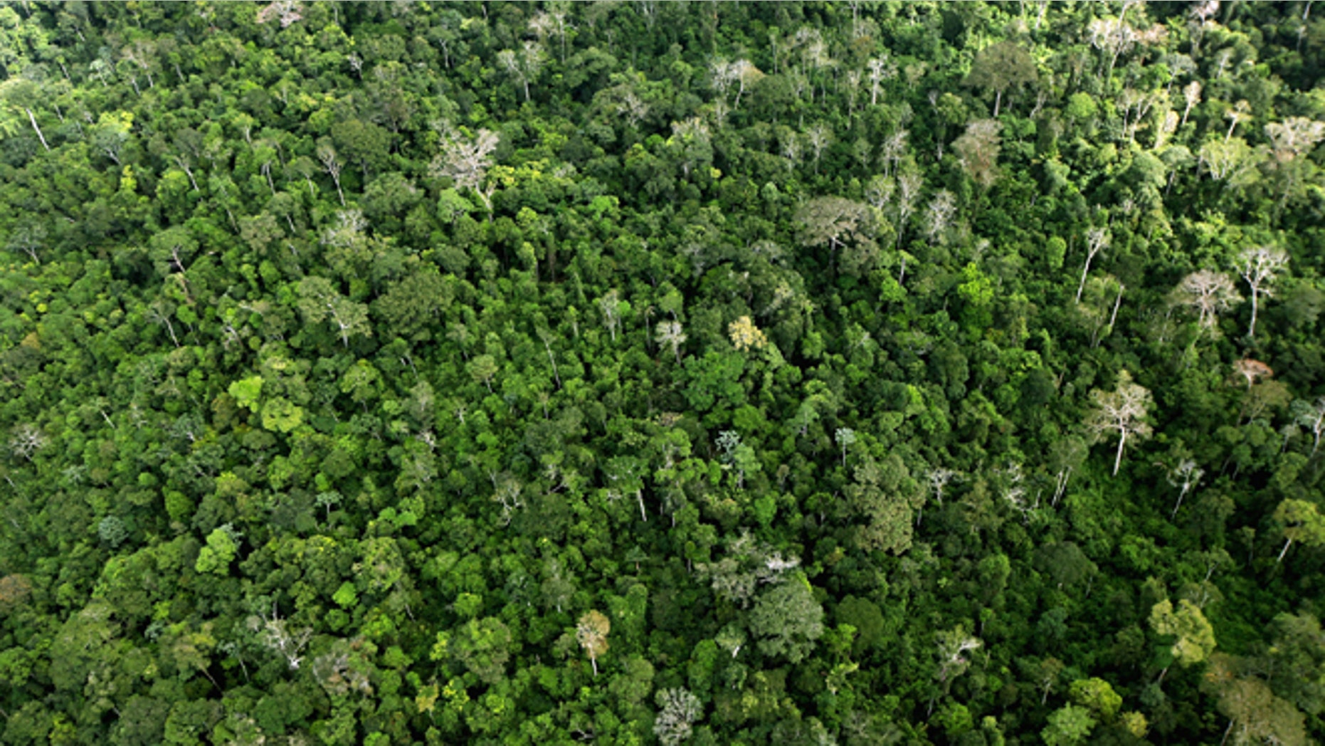 NEAR ALTAMIRA, BRAZIL - JUNE 15: The Amazon rainforest is seen near construction of the Belo Monte dam complex in the Amazon basin on June 15, 2012 near Altamira, Brazil. Belo Monte will be the world?s third-largest hydroelectric project and will displace up to 20,000 people while diverting the Xingu River and flooding as much as 230 square miles of rainforest. The controversial project is one of around 60 hydroelectric projects Brazil has planned in the Amazon to generate electricity for its rapidly expanding economy. While environmentalists and indigenous groups oppose the dam, many Brazilians support the project. The Brazilian Amazon, home to 60 percent of the world?s largest forest and 20 percent of the Earth?s oxygen, remains threatened by the rapid development of the country. The area is currently populated by over 20 million people and is challenged by deforestation, agriculture, mining, a governmental dam building spree, illegal land speculation including the occupation of forest reserves and indigenous land and other issues. Over 100 heads of state and tens of thousands of participants and protesters will descend on Rio de Janeiro, Brazil, later this month for the Rio+20 United Nations Conference on Sustainable Development or ?Earth Summit?. Host Brazil is caught up in its own dilemma between accelerated growth and environmental preservation. (Photo by Mario Tama/Getty Images)