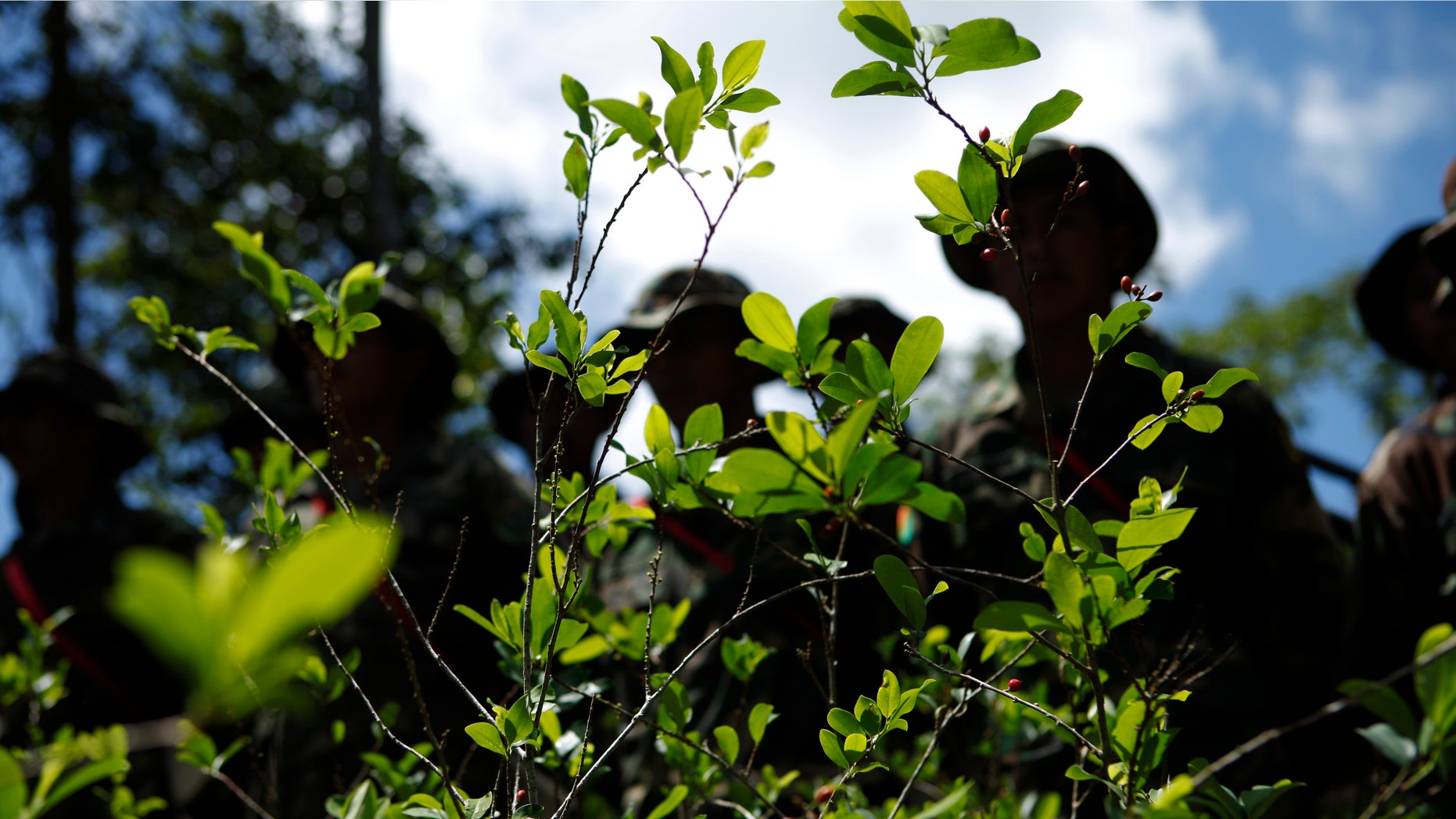Soldiers stand next to illegally grown coca plants before uprooting them in Paraiso, Bolivia, Monday, Jan. 16, 2012. According to Felipe Caceres, Bolivia's Vice Minister of Social Defense, the US, Brazil and Bolivia will sign a document to modernize the efforts in the eradication of illegal coca plantations. Monday marked the start of Bolivia's illegal coca leaf eradication year. (AP Photo/Juan Karita)