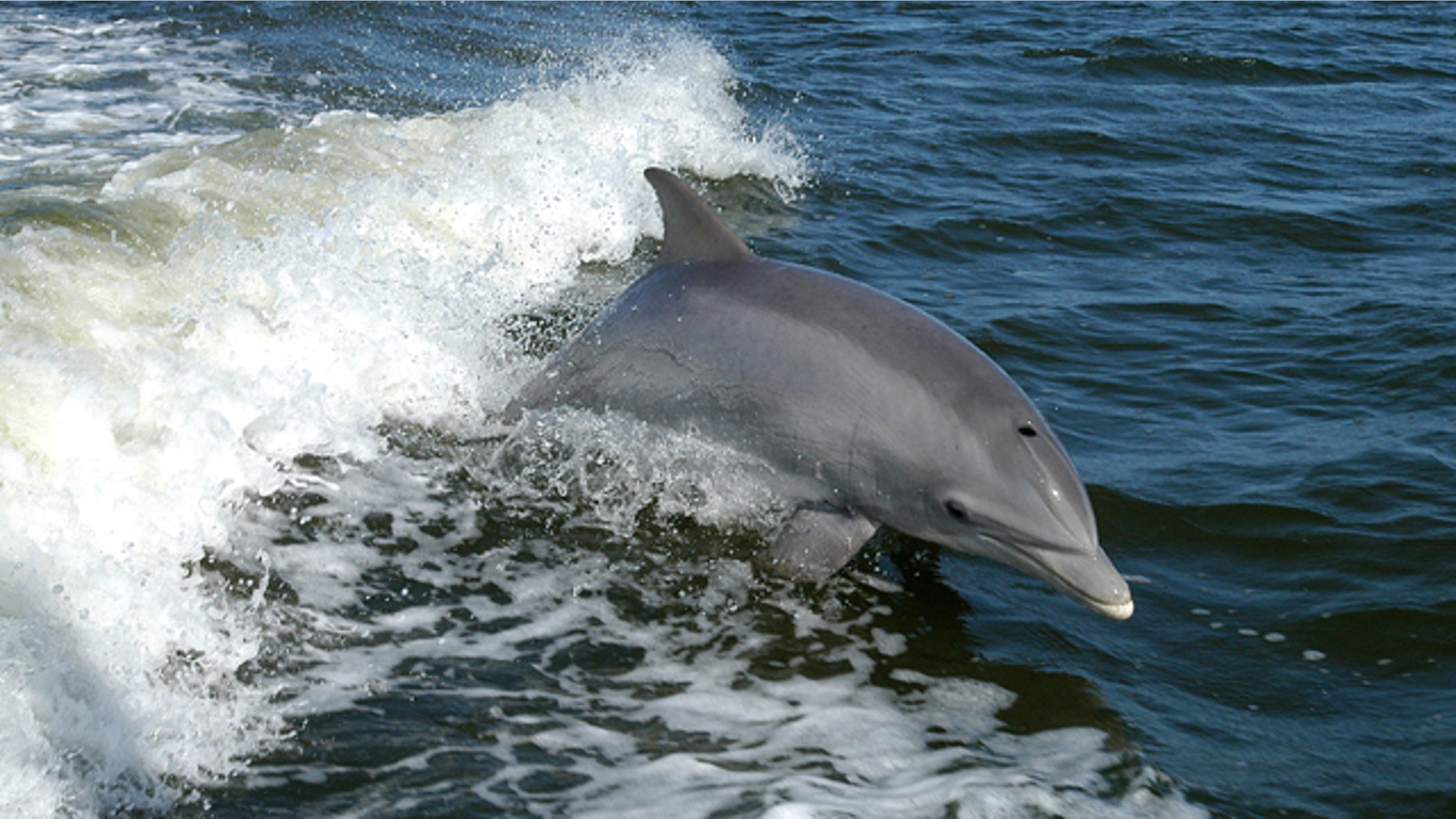 A bottlenose dolphin leaps near a research boat.